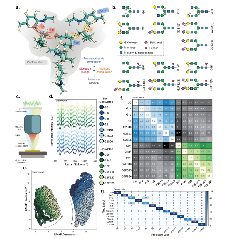 DynaSpec: Metadynamics and Raman Spectroscopy for Glycan Structure–Spectrum Mapping