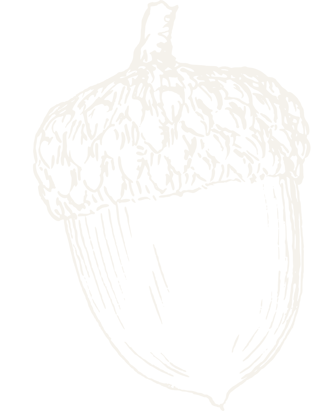 hand drawn acorn.