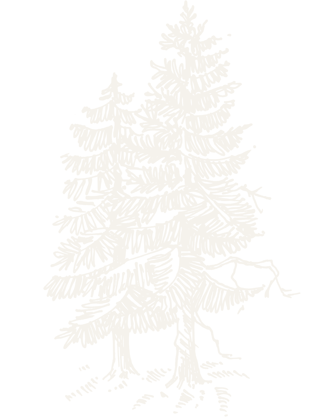 two hand drawn spruce trees one taller than the other
