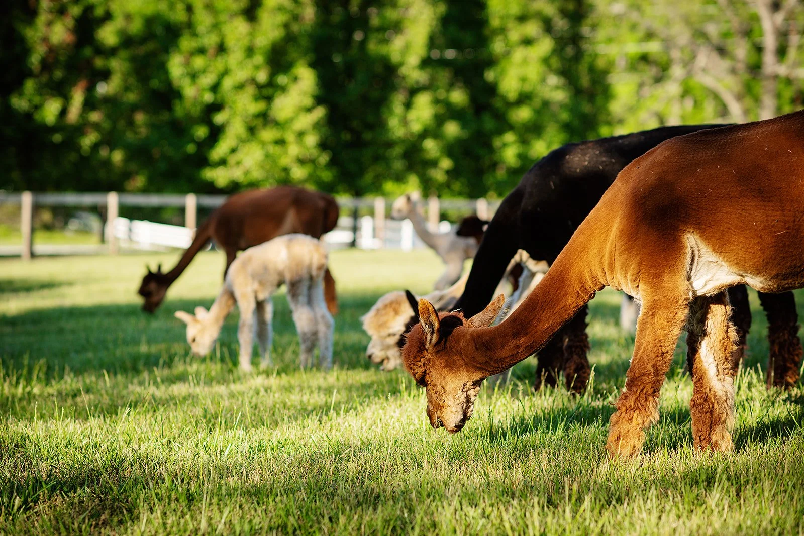 2026-HanoverFarmTour-MeadowgateAlpacas-20.jpg