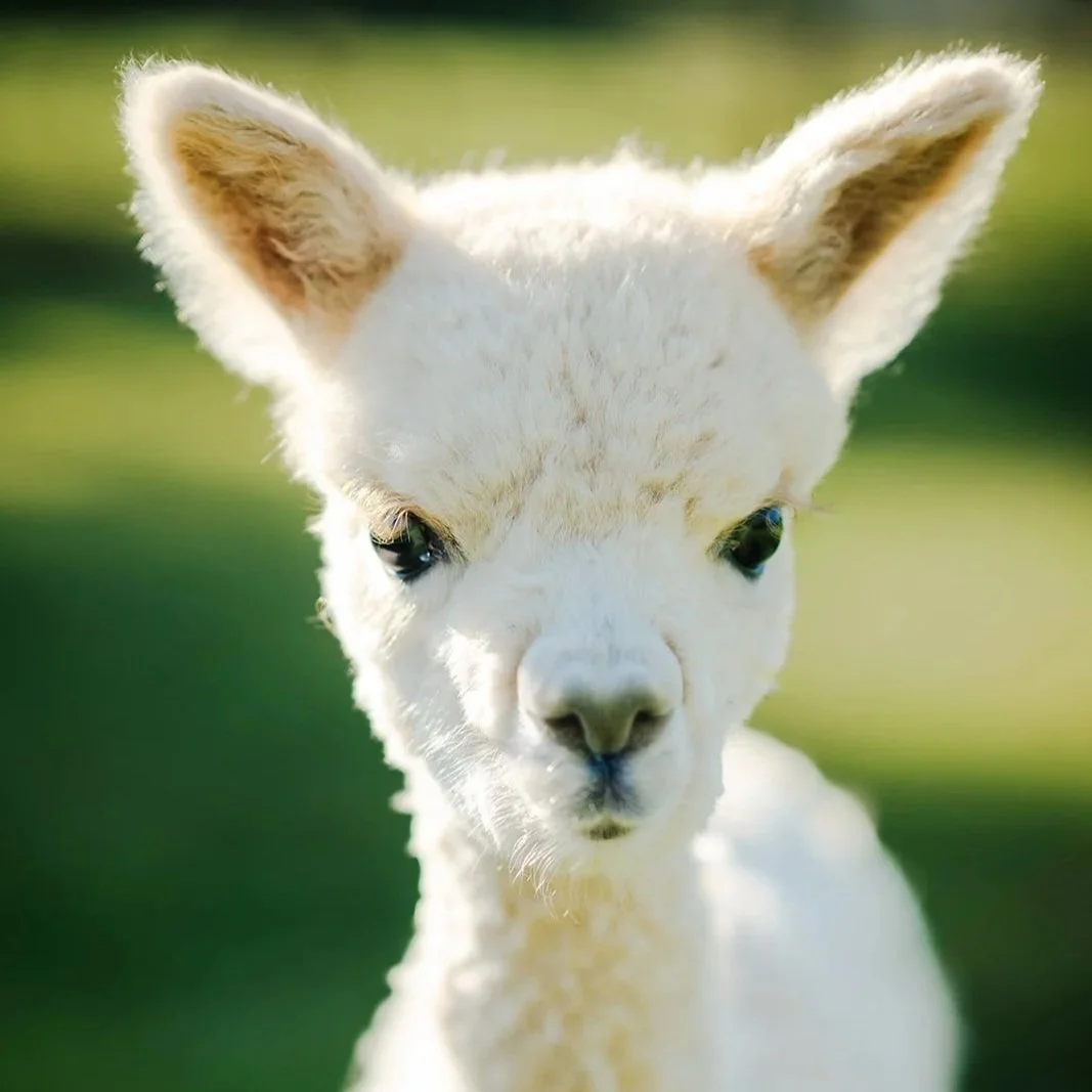 2026-HanoverFarmTour-MeadowgateAlpacas-58.jpg