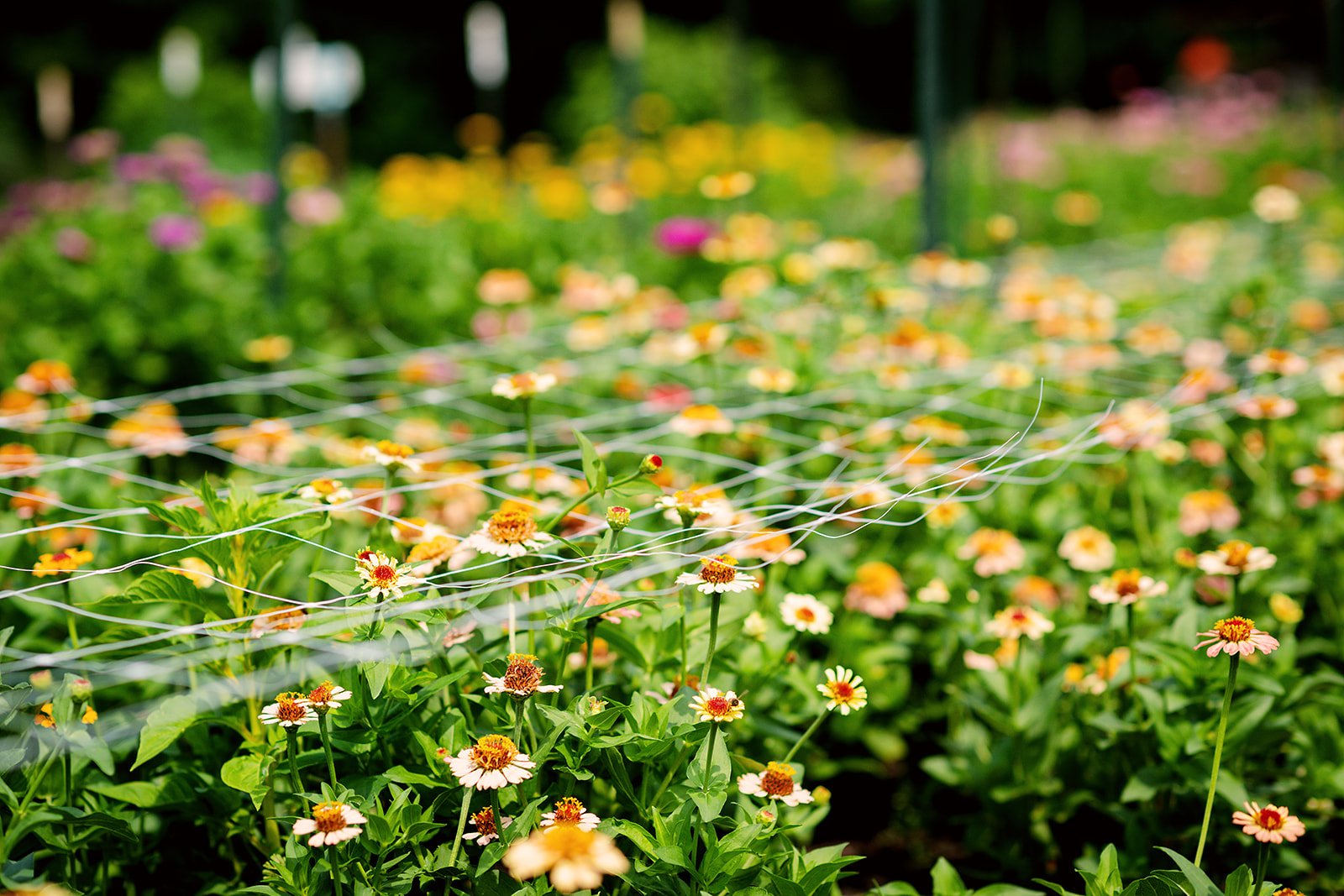 2026 - FreckledFlowerFarm-08.jpg