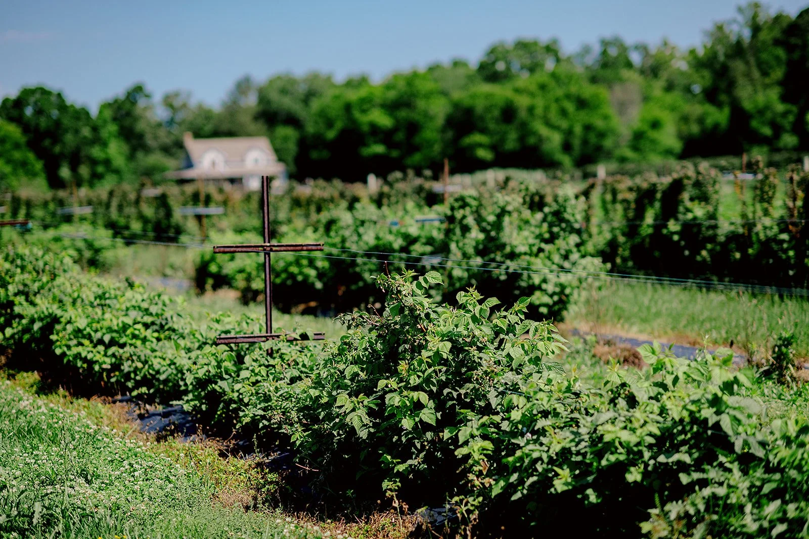 2026- AgriberryFarm-03.jpg