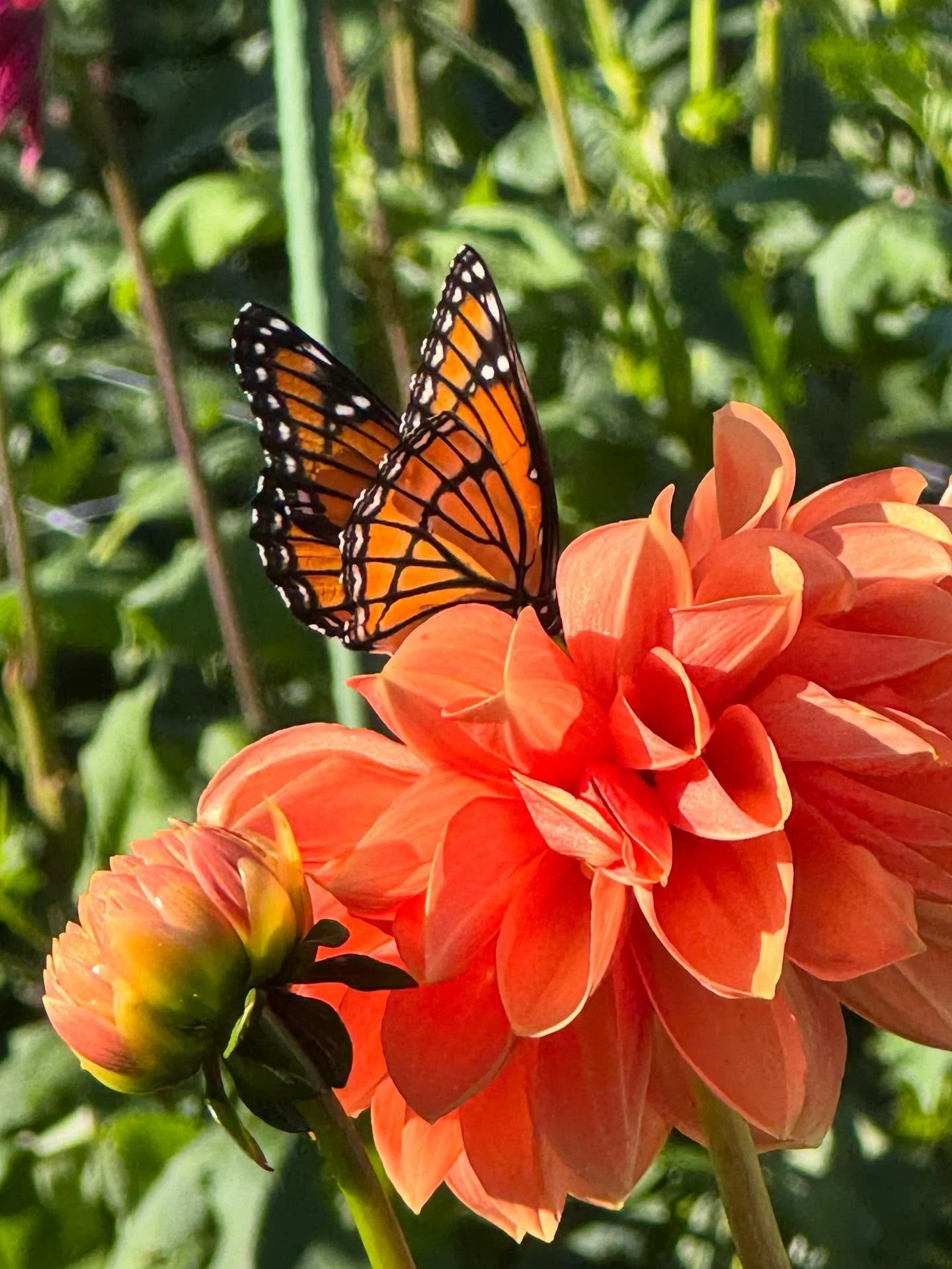 FFF Orange bllom with butterfly.jpg