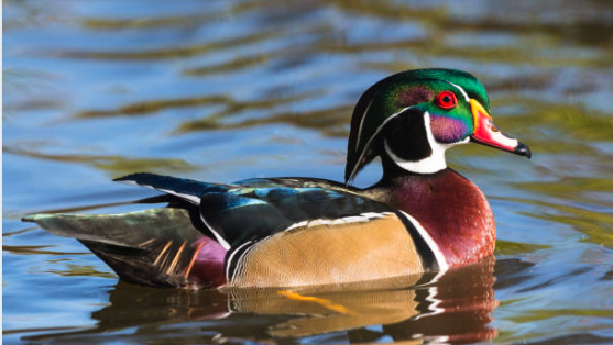 “The Peace of Wild Things” by Wendell Berry