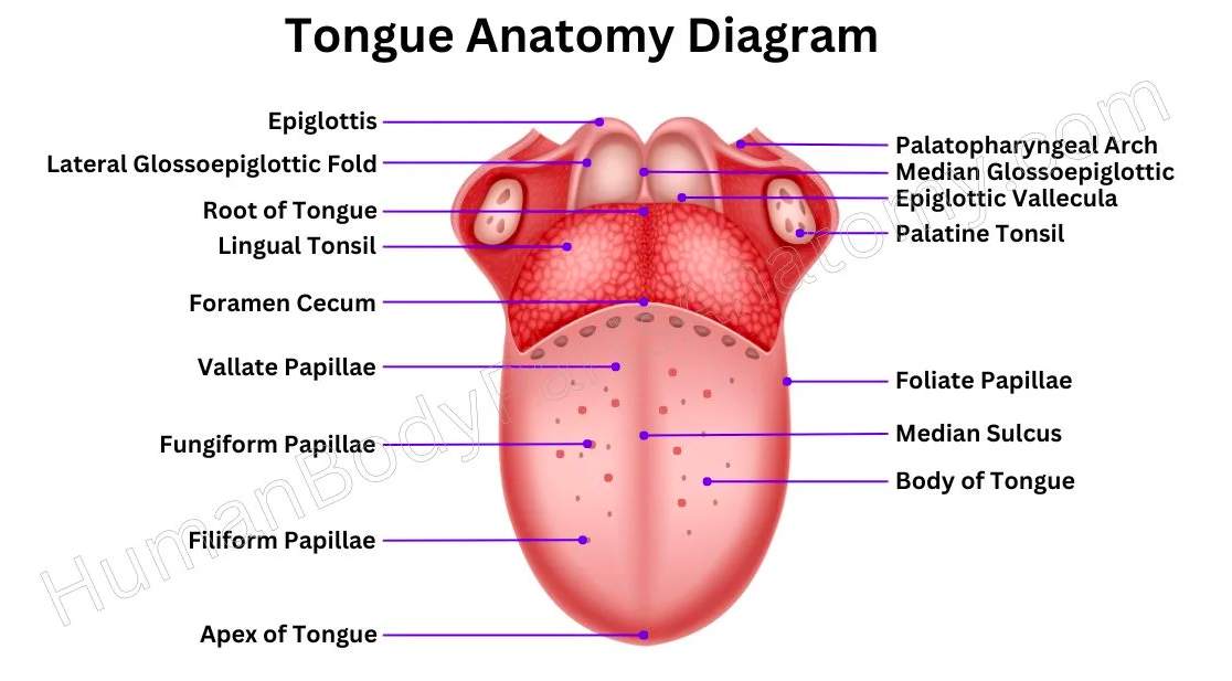 Tongue and Cheek, tongue and feet