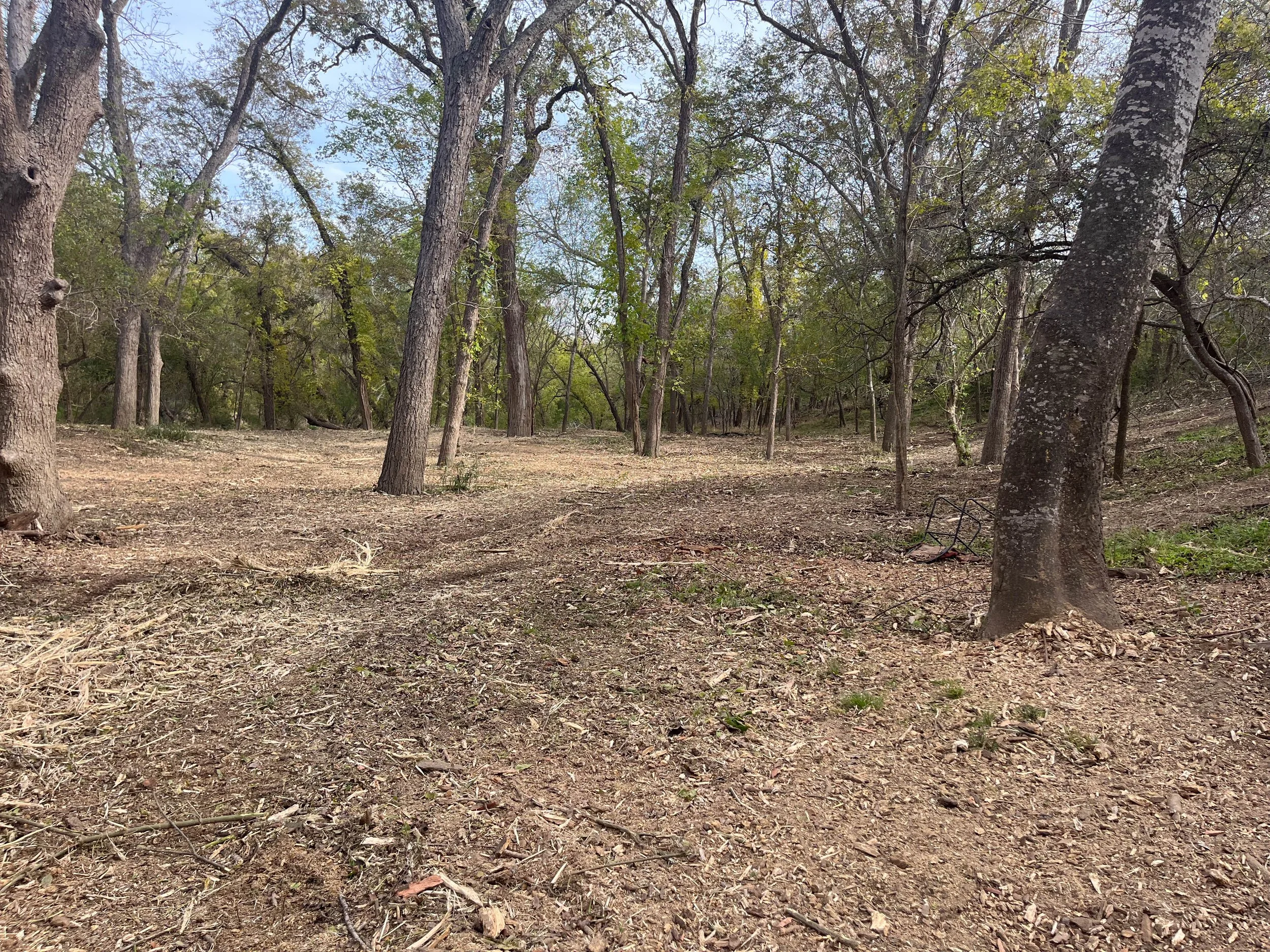 A view of a wooded forest area with tall trees and sparse green leaves, dry earth, and branches on the ground.