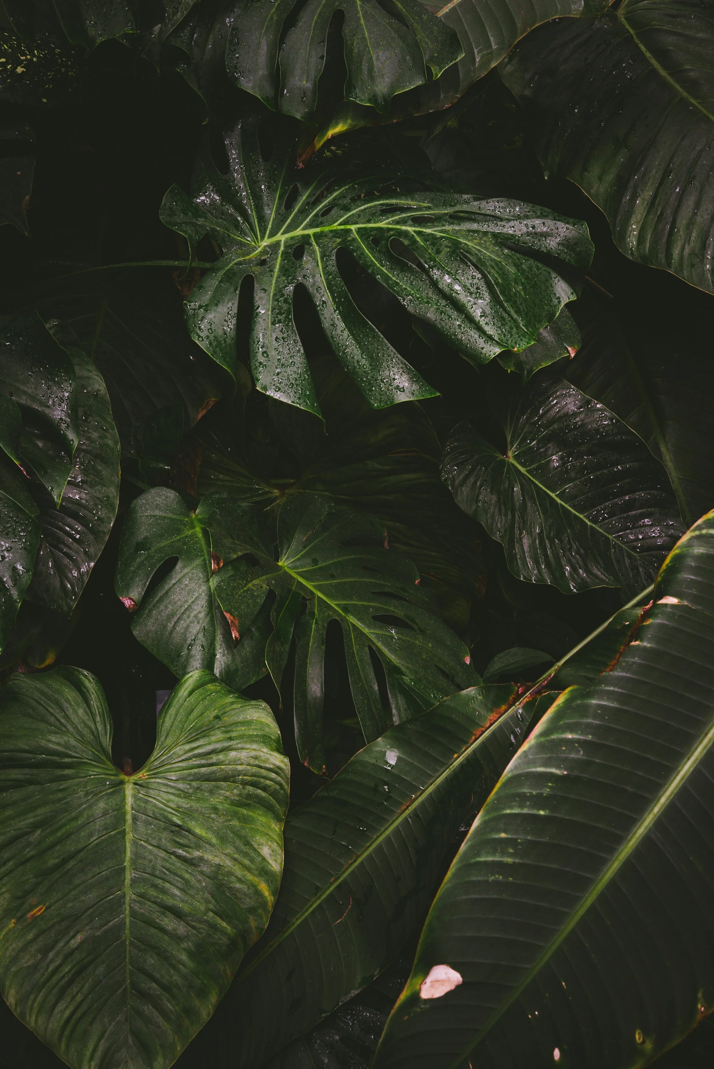 Close-up of large green tropical leaves with water droplets, overlapping each other.