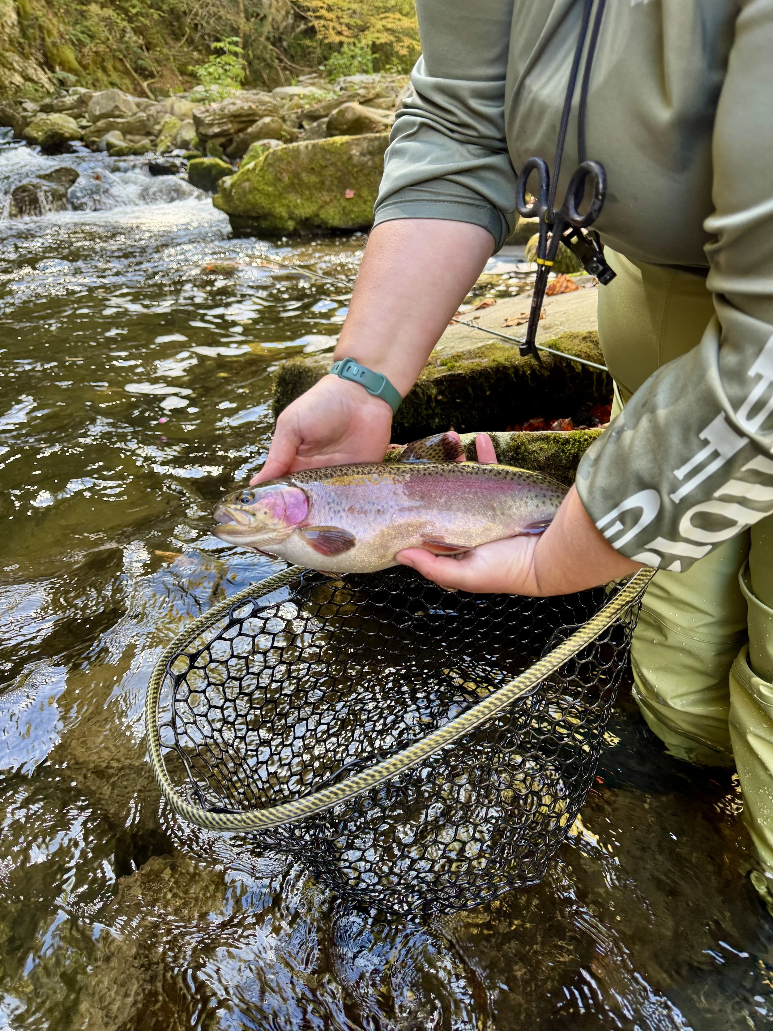 Person releasing a rainbow trout back into a river after catch, in a forest setting.