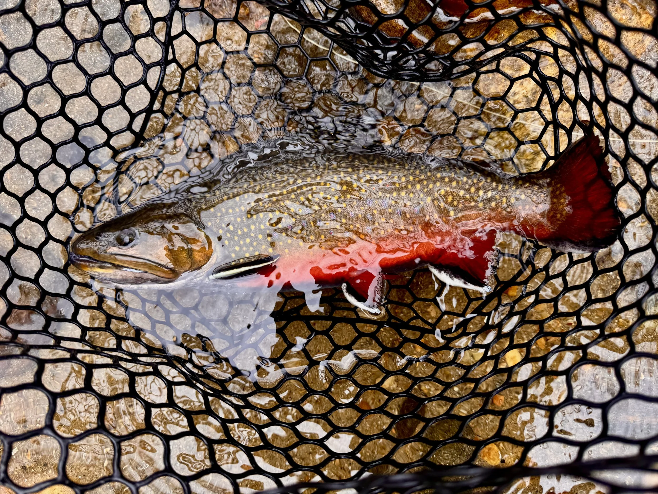 A fish caught in a black fishing net on a gravel riverbed. The fish has a brown and yellow patterned body with a reddish tail fin.