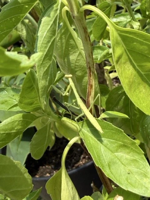 A praying mantis resting on a leaf in the garden