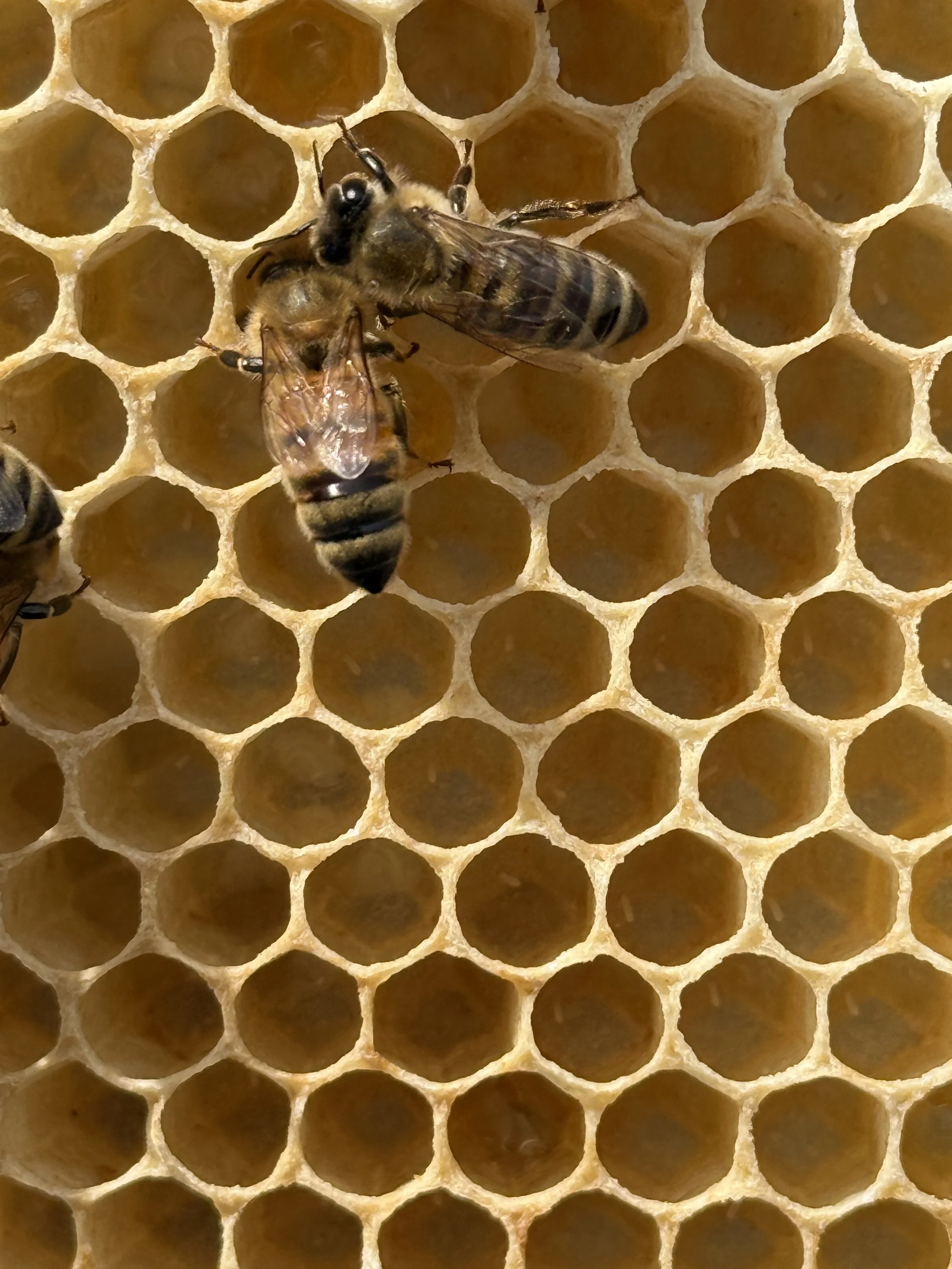 Two bees on a honeycomb