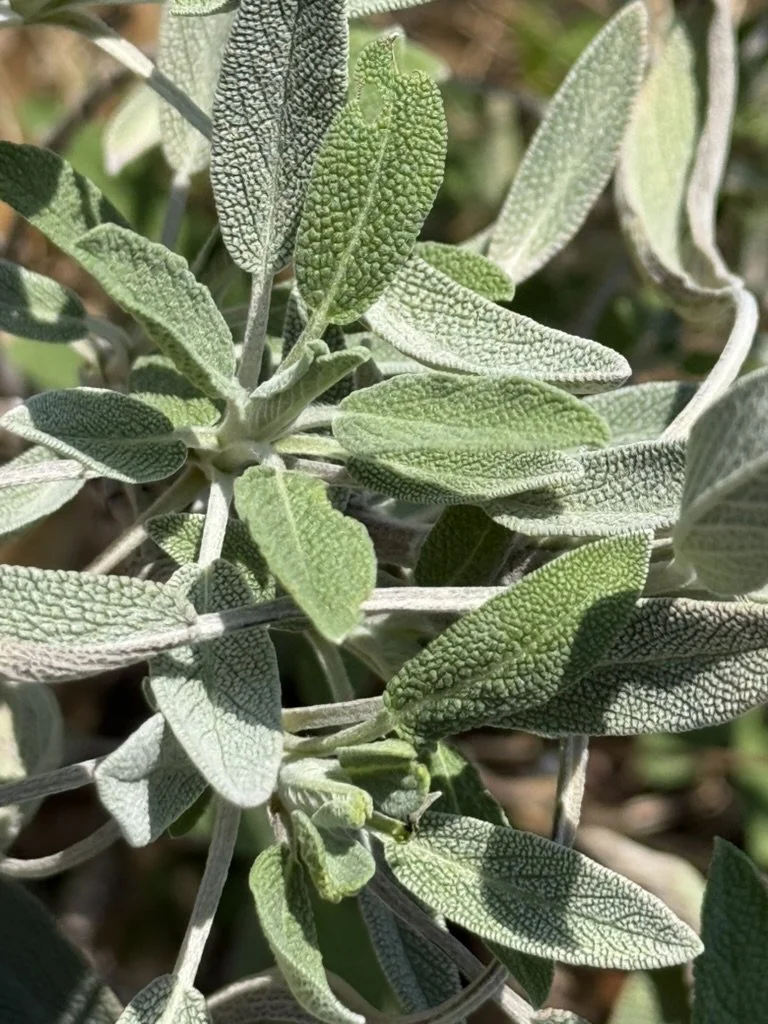 Home grown sage plant