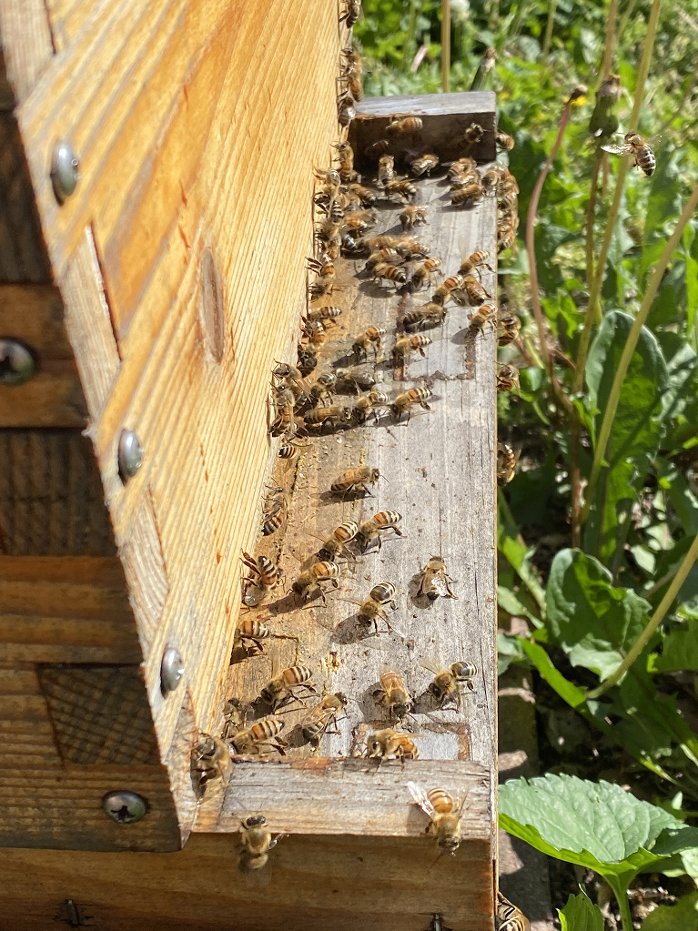 Bees in their beehive