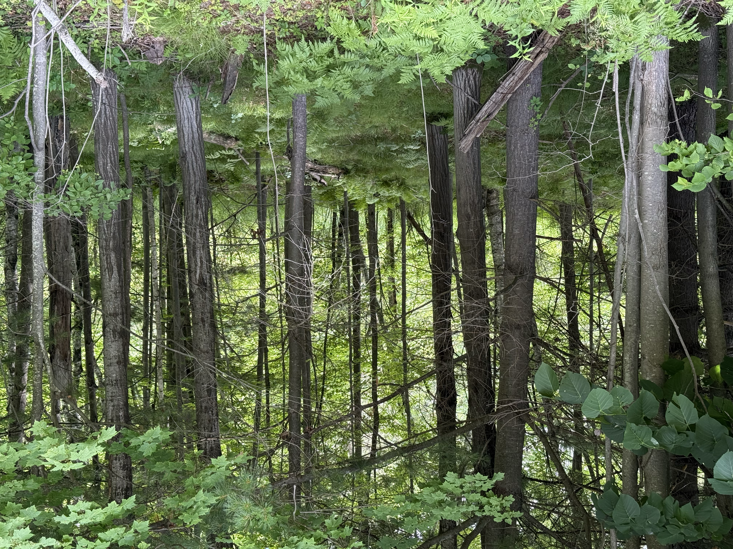 A natural landscape in a northern Virginia backyard