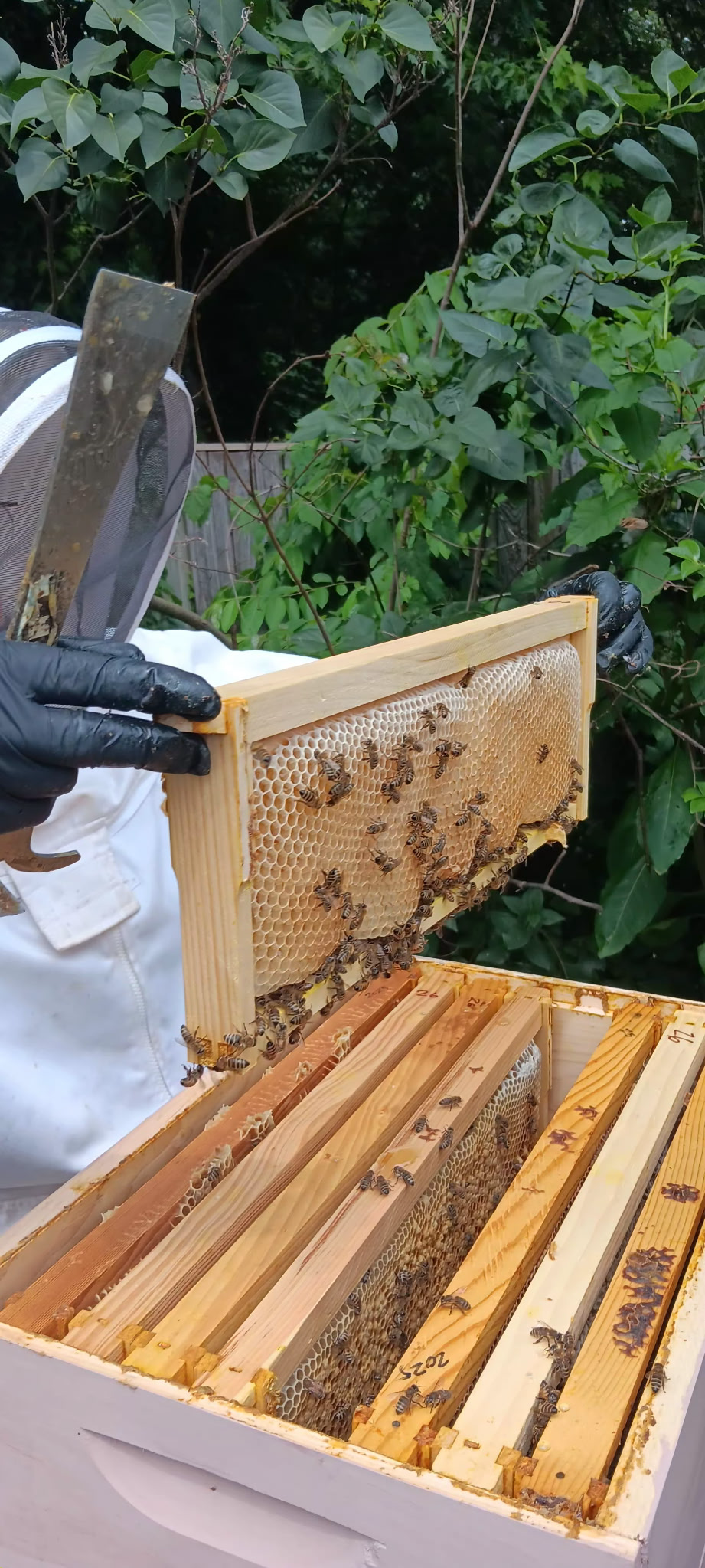 A person lifting a panel out of a hive while beekeeping