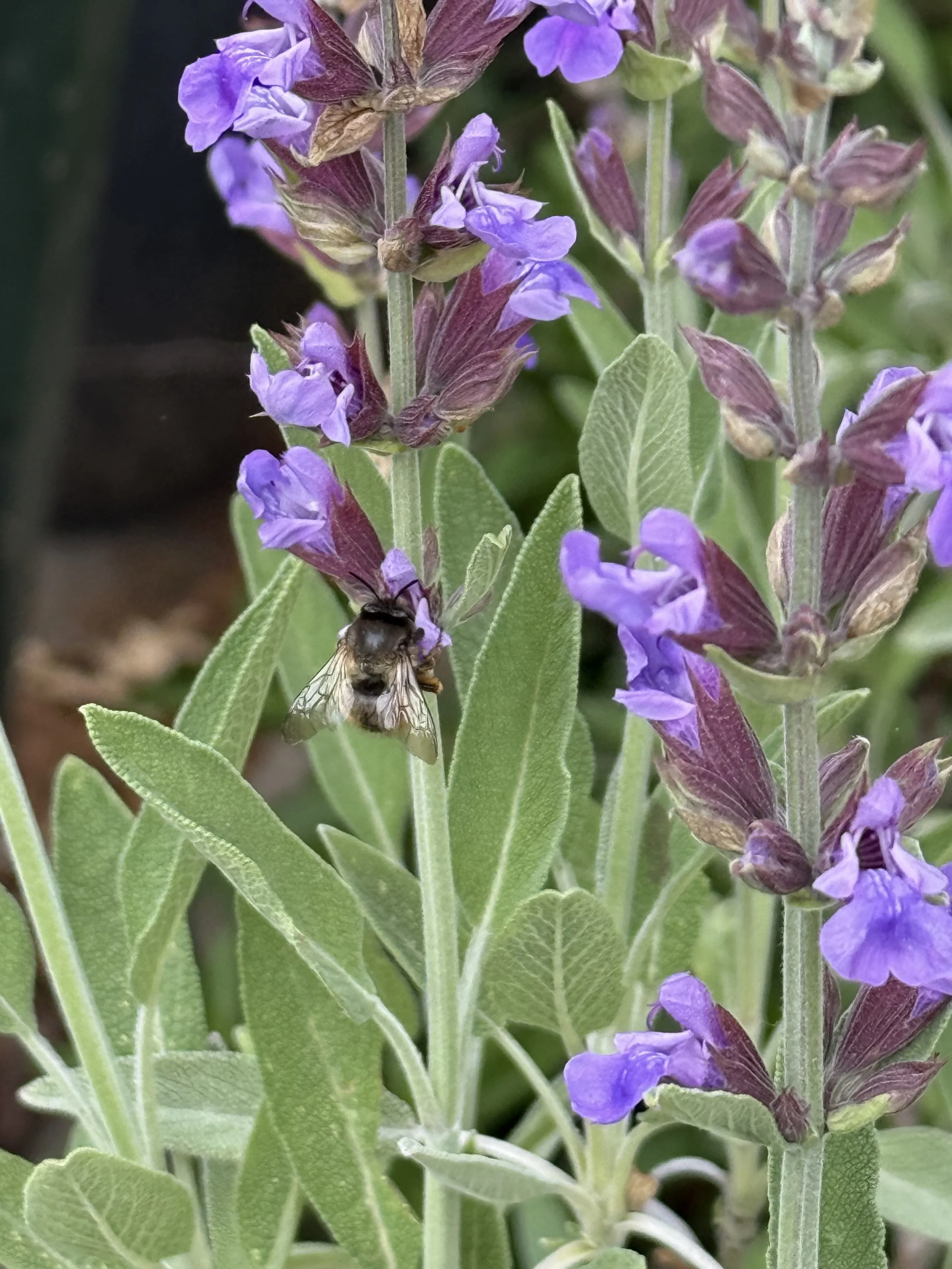 Home grown sage plant with a bee resting on the flower