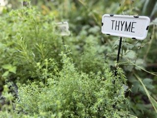 Thyme grown in a garden labeled with a white metal sign with black lettering spelling "thyme"