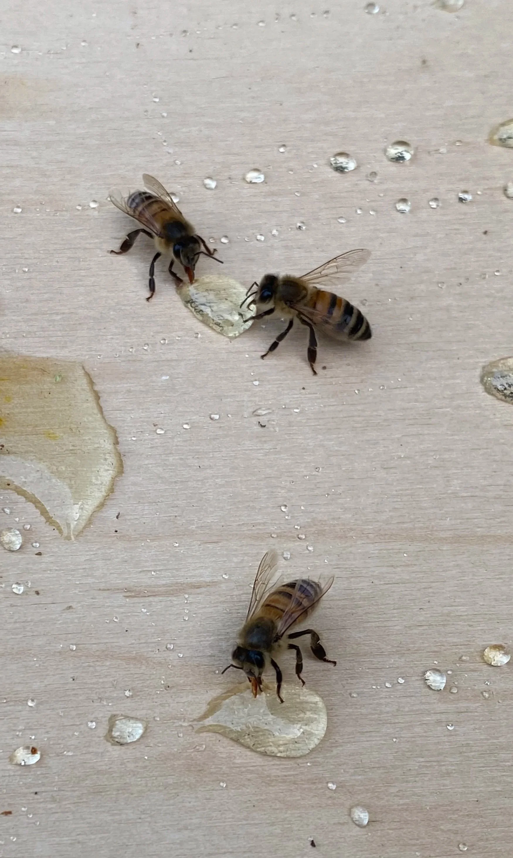 two bees drinking from one drop of sugar water