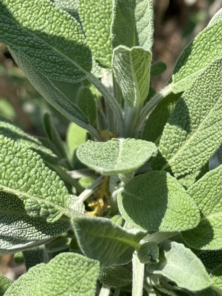 Home grown sage plant