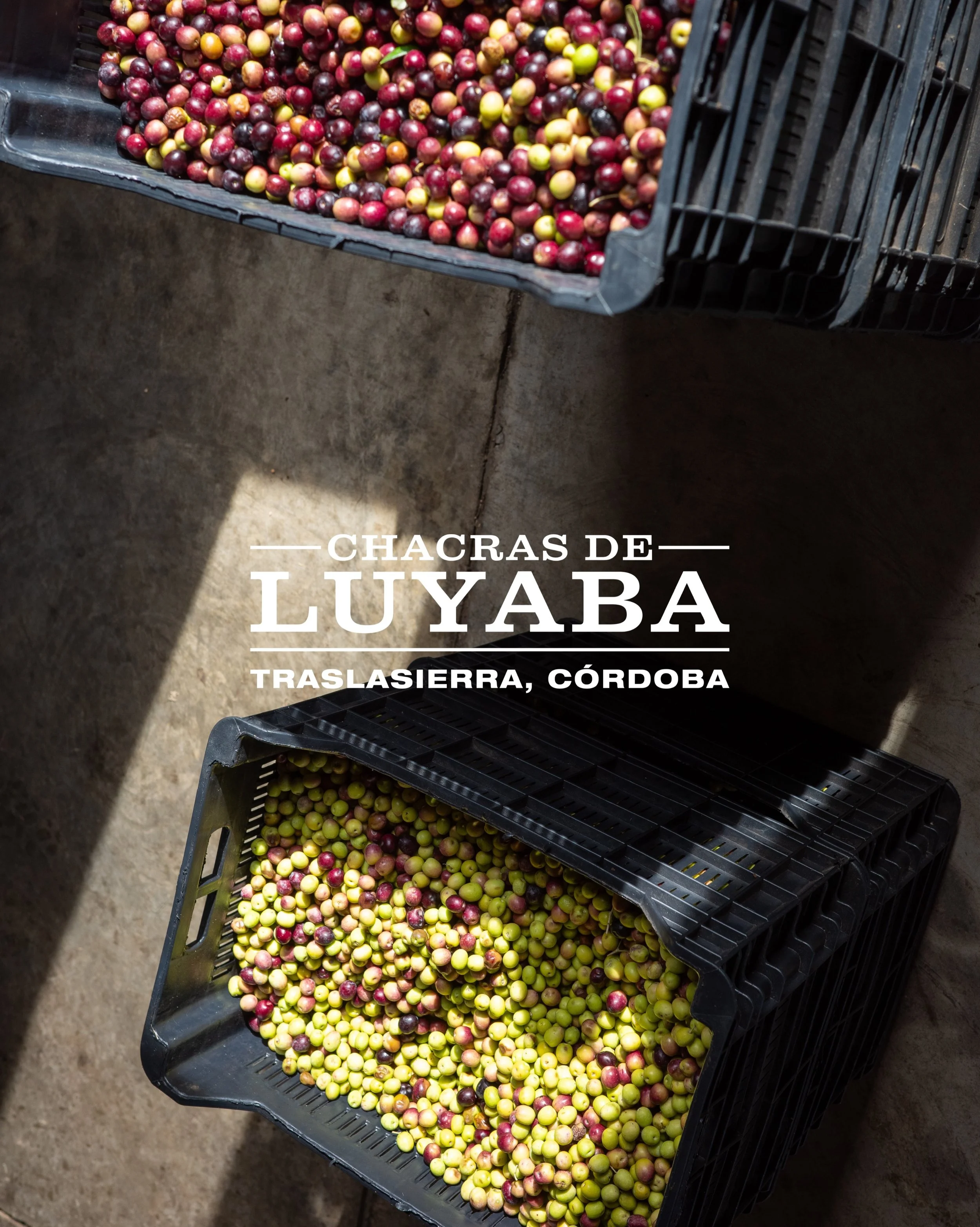 Evolucionamos por fuera, mantenemos nuestra esencia por dentro. 

Les vamos compartiendo la nueva imagen de Chacras de Luyaba. Un nuevo dise&ntilde;o que honra nuestros valores de siempre: la cosecha manual, el respeto por la tierra org&aacute;nica y