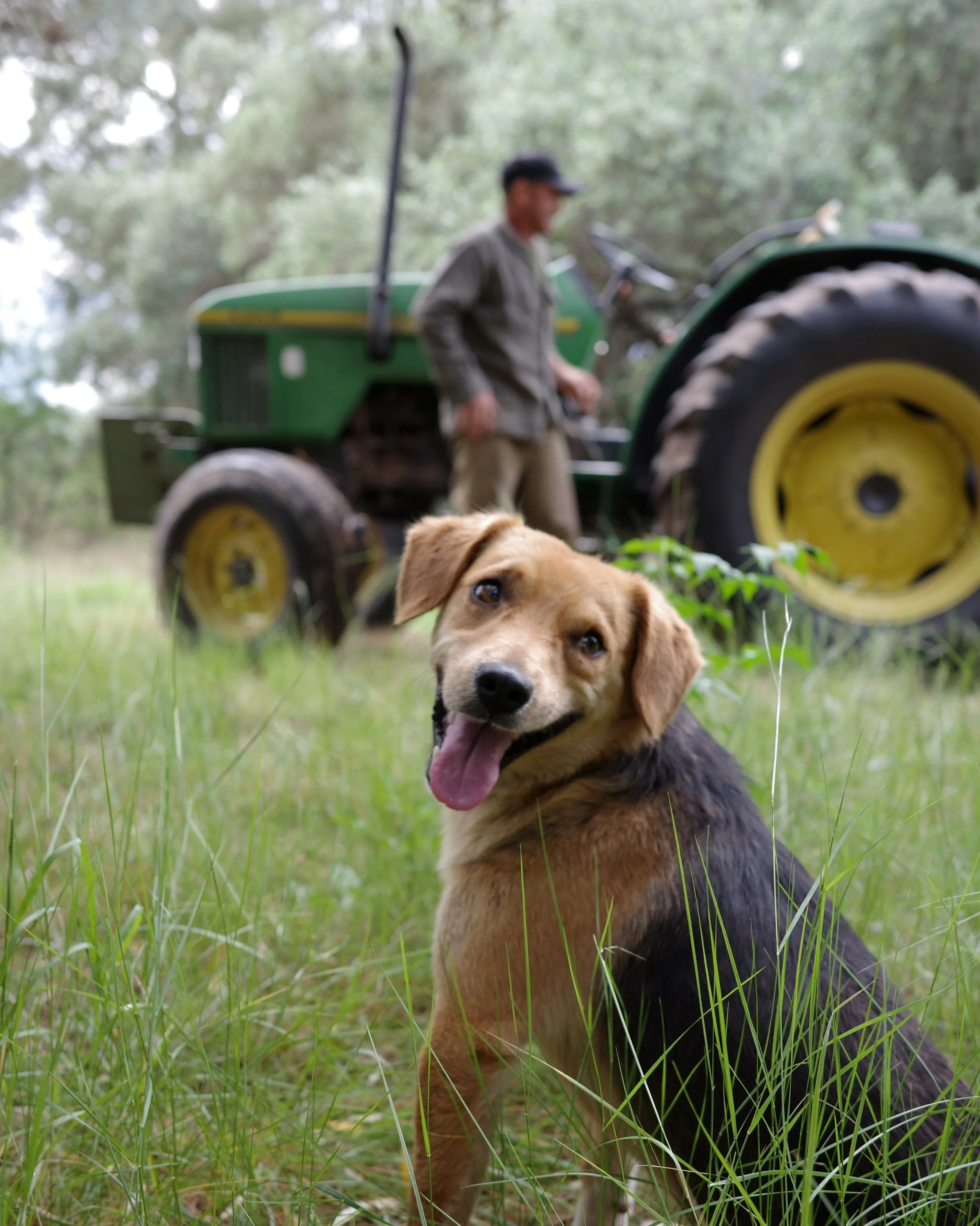 Agricultura org&aacute;nica no significa solamente lo que no usamos. Significa entender que la chacra es un sistema vivo, donde cada parte depende de la otra. Los olivos, el suelo, los animales, las personas. Todos parte de lo mismo.

Consegu&iacute;