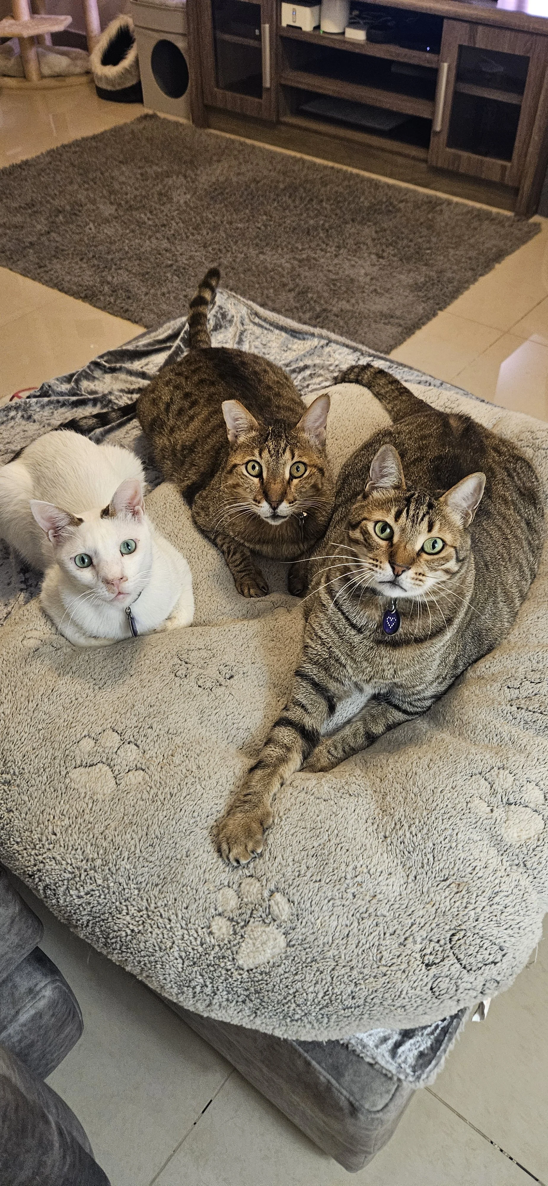 Stumpy, Oliver and Lion.jpg