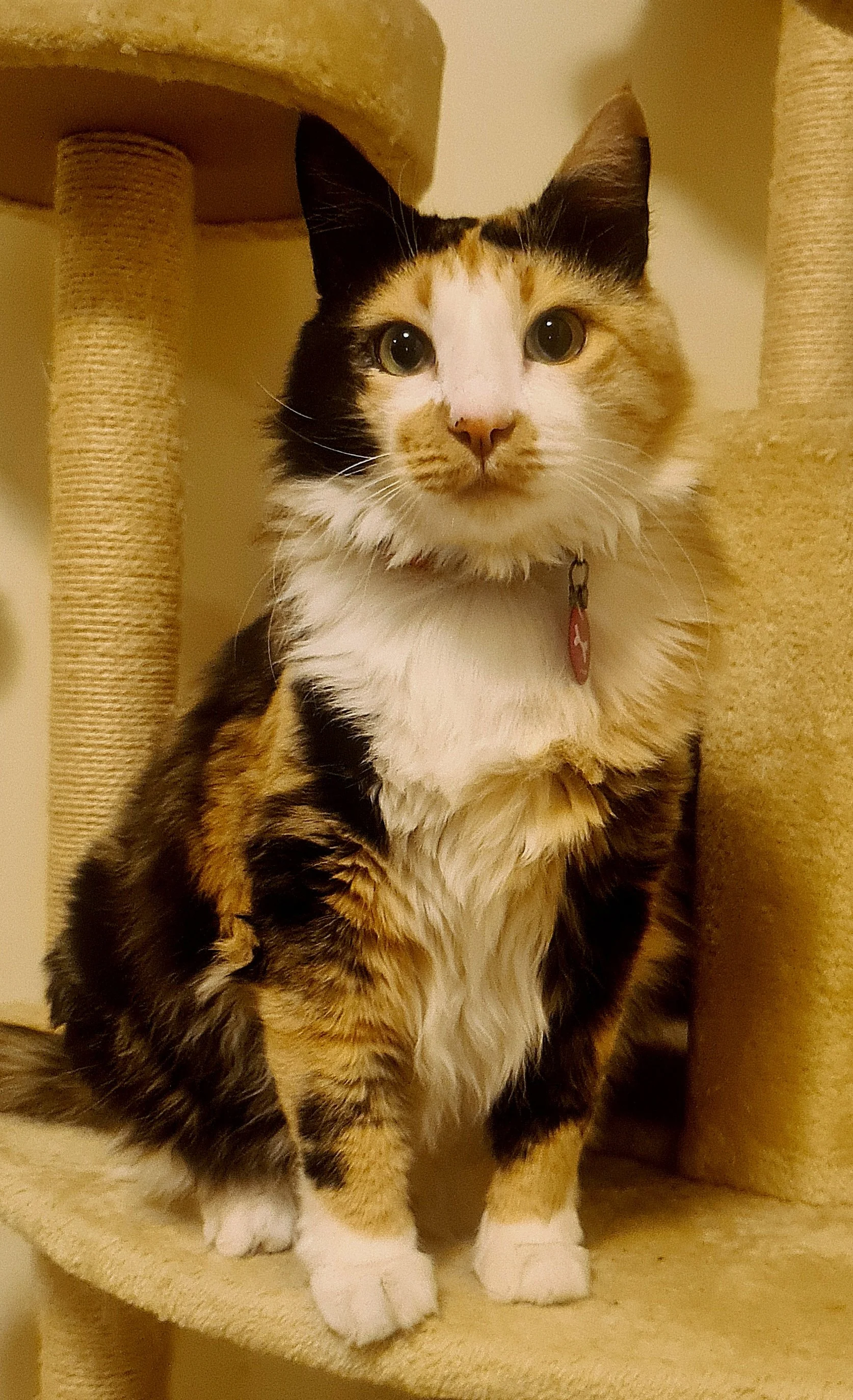 Jo_s favourite cat, Doris.jpg