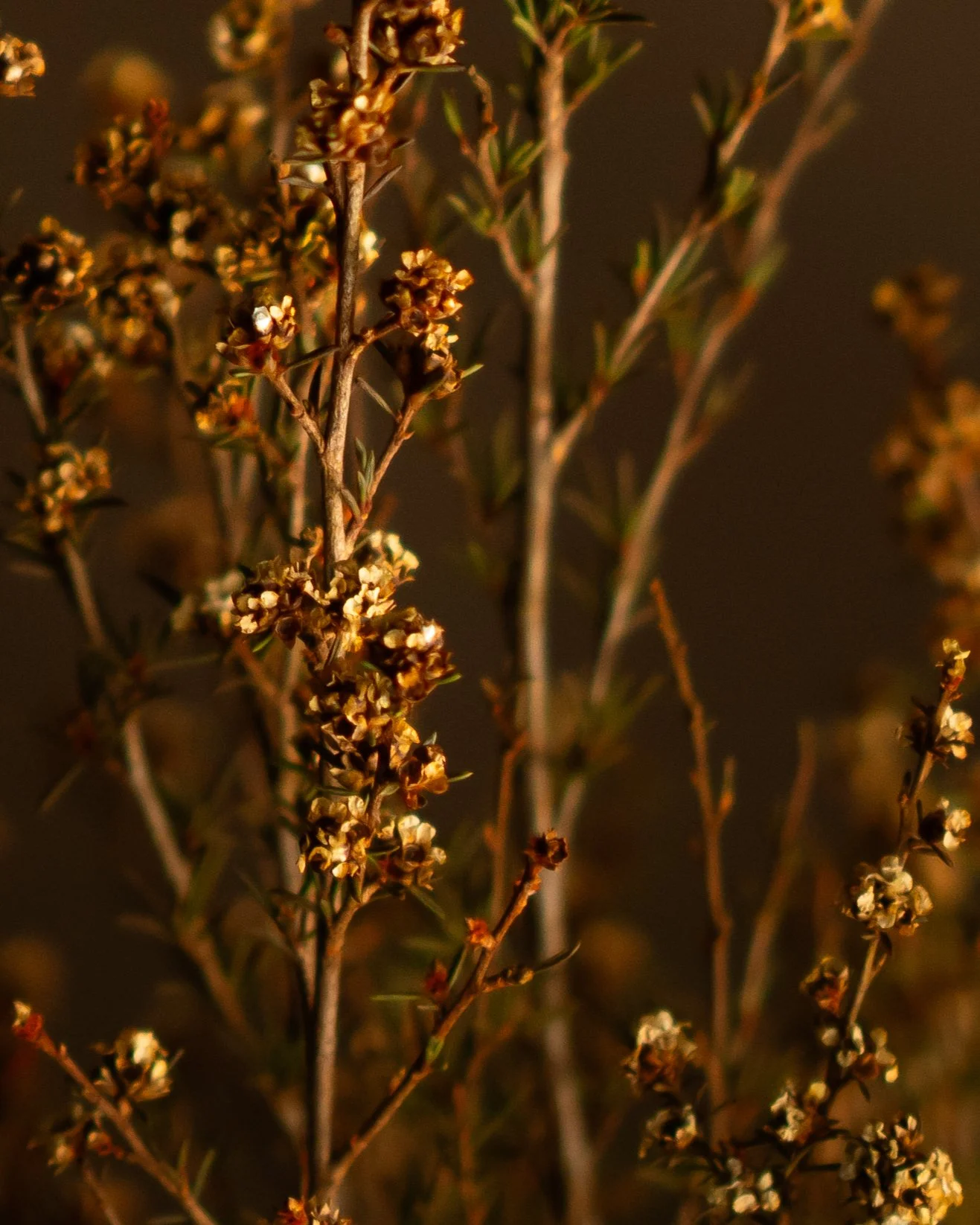 Close-up of dried brown and green plant stems with tiny clusters of withered flowers or seeds against a dark background.