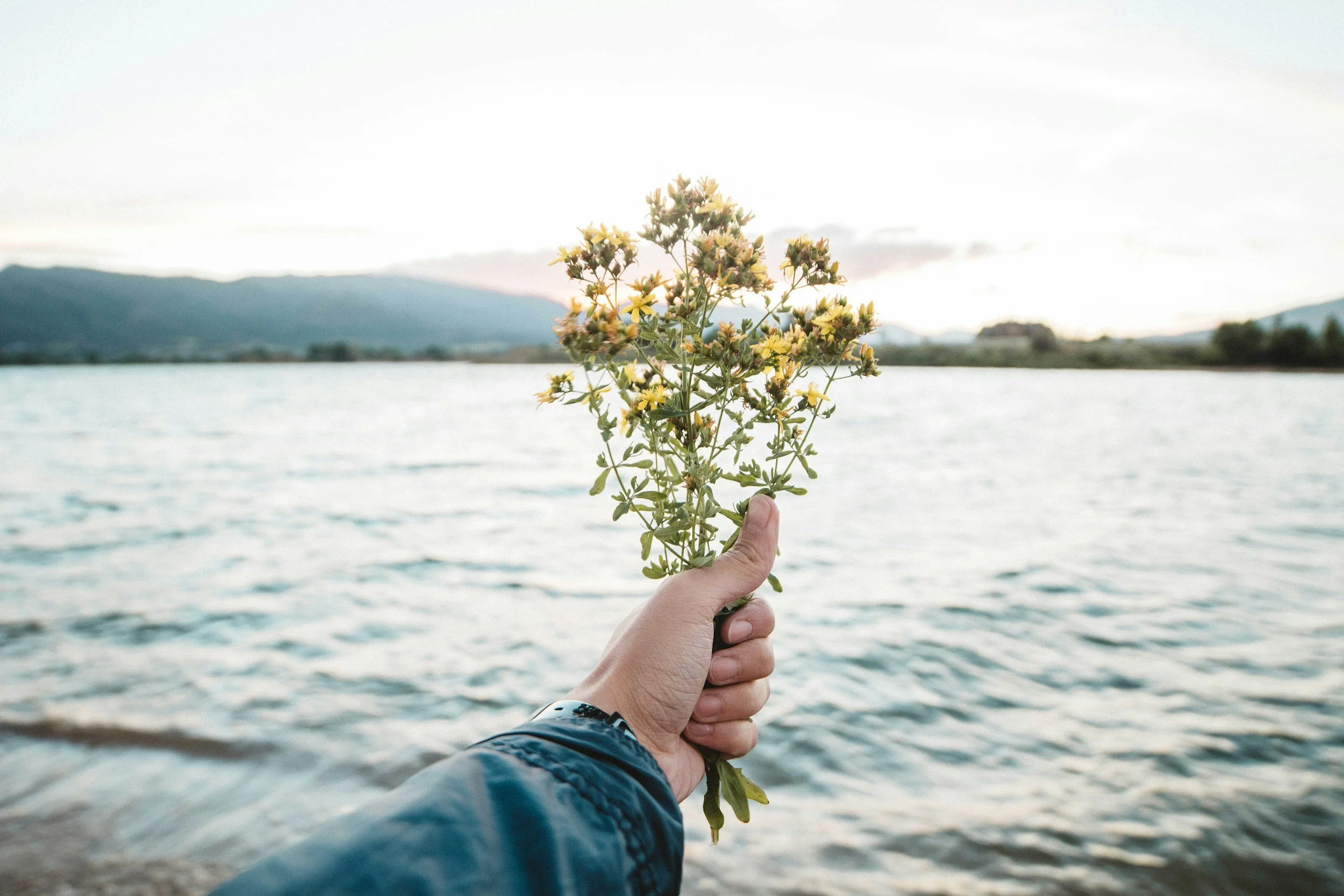 A person holding a small yellow-flowered plant against a backdrop of water and mountains during sunset or sunrise.