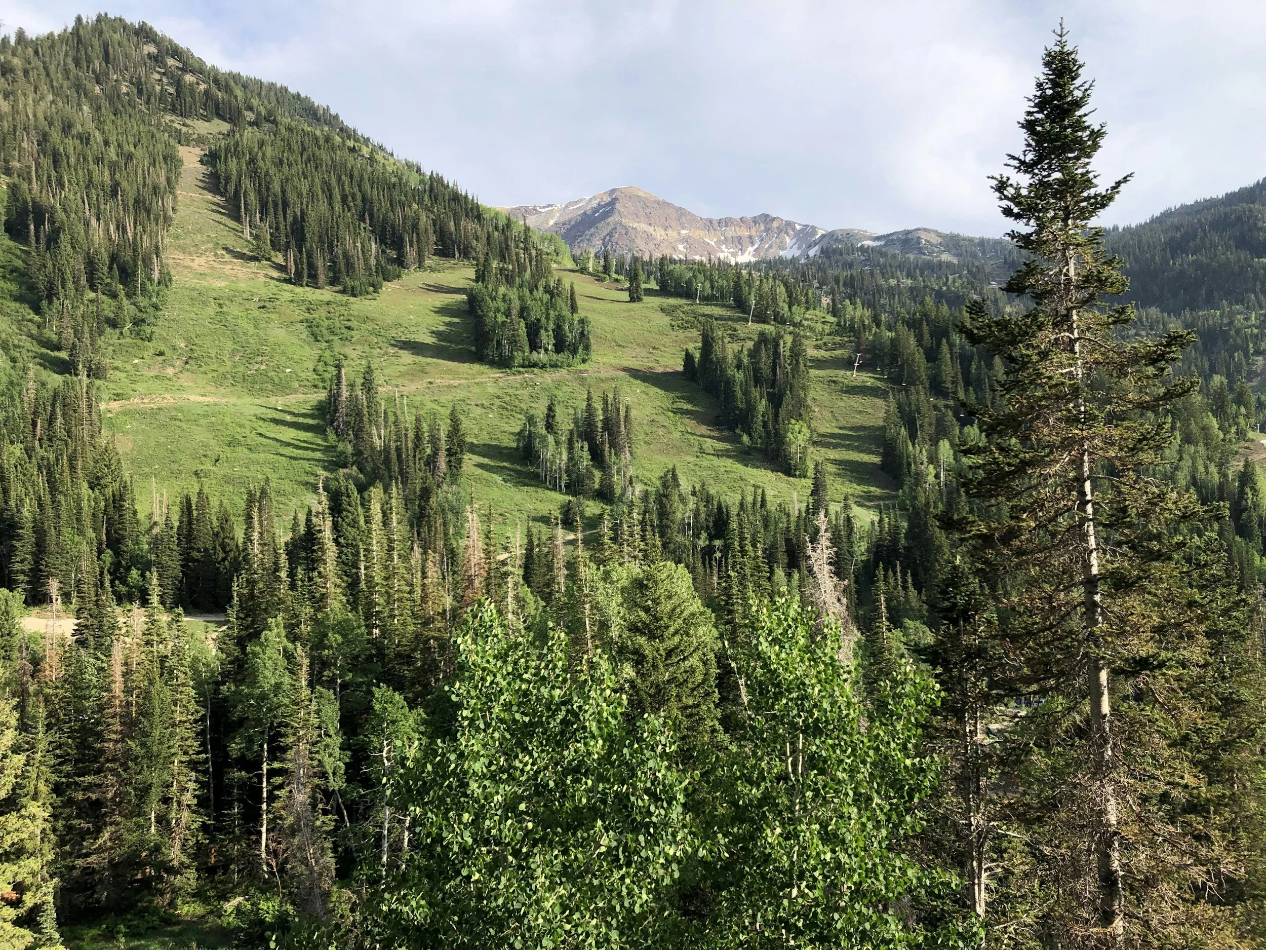 A lush green mountain landscape with tall trees, grassy slopes, and snow-capped peaks under a partly cloudy sky.