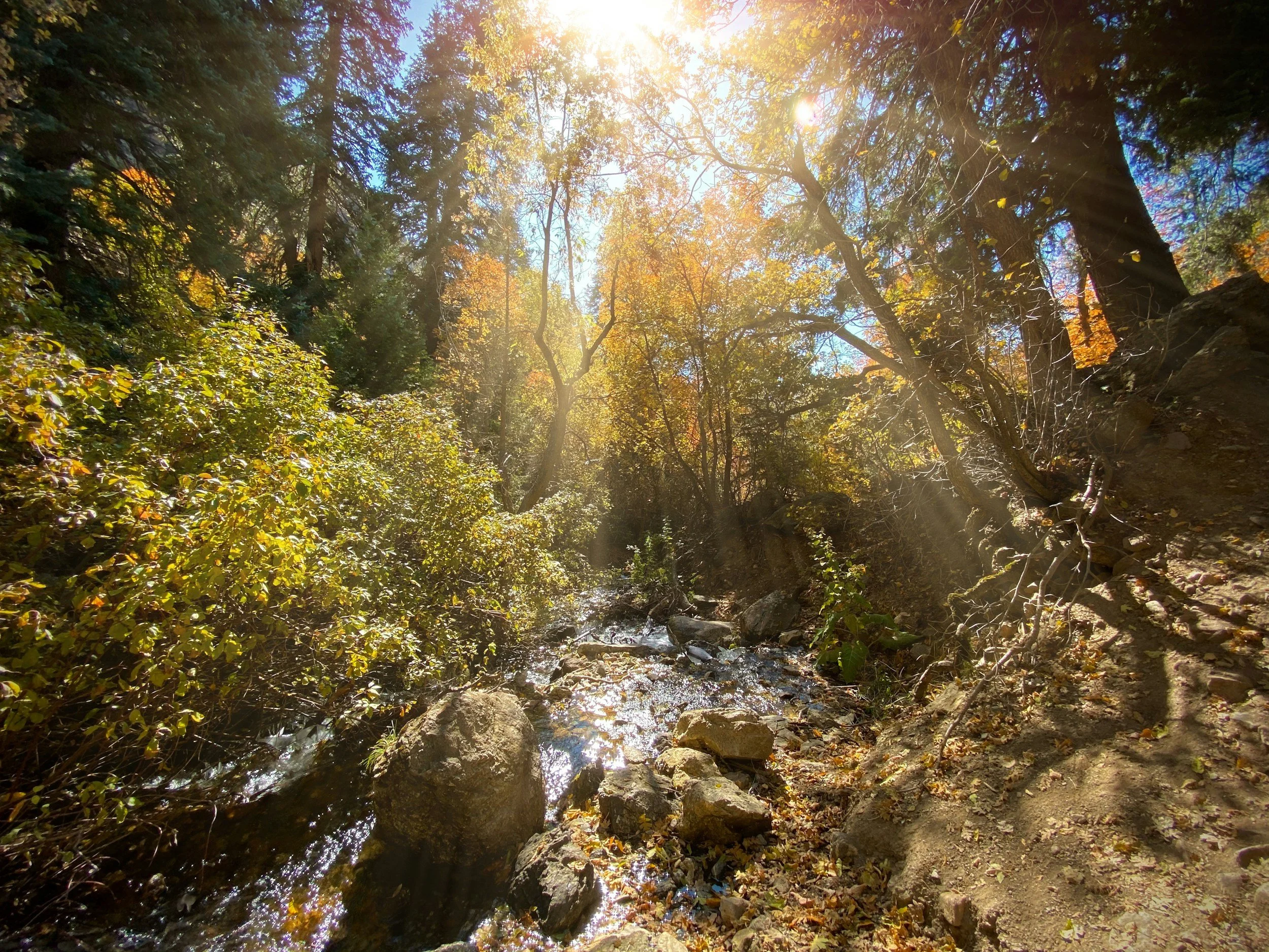 Sunlight filtering through trees in a wooded area with a small creek and rocks.