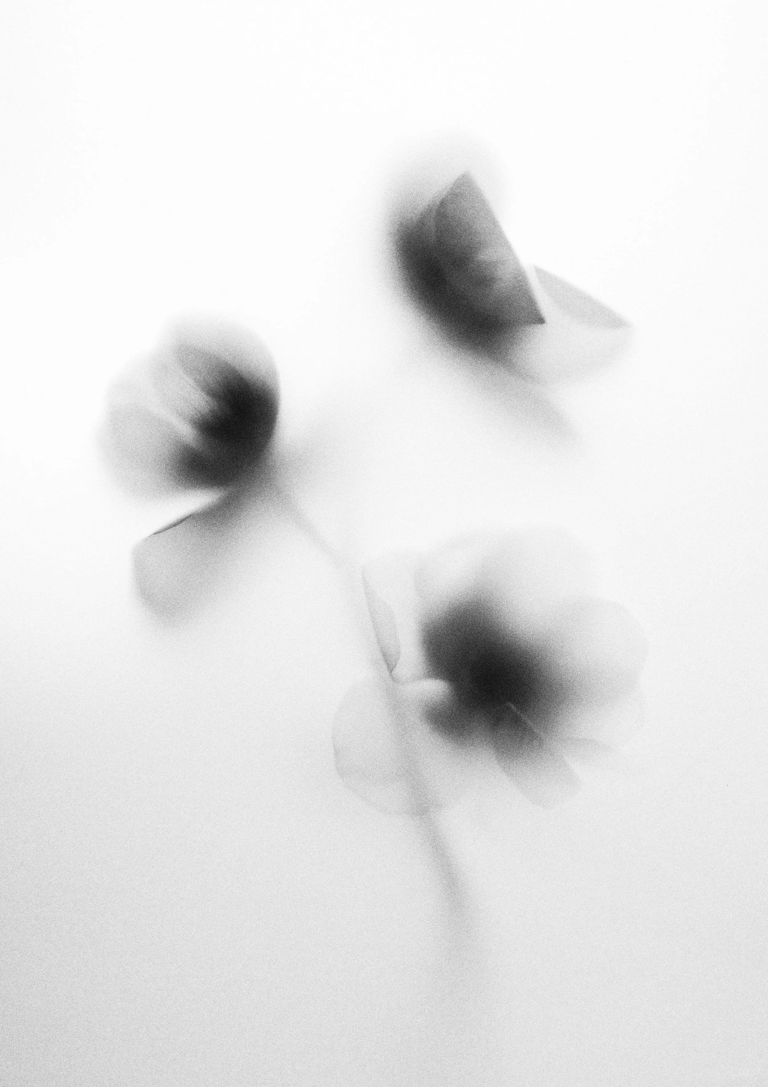 Black and white close-up of abstract botanical image