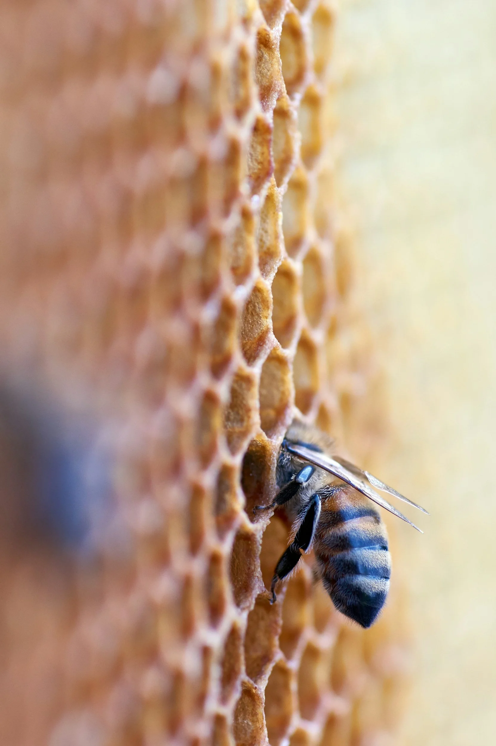Close-up of a honey bee on a honeycomb, with the bee collecting nectar and pollen.