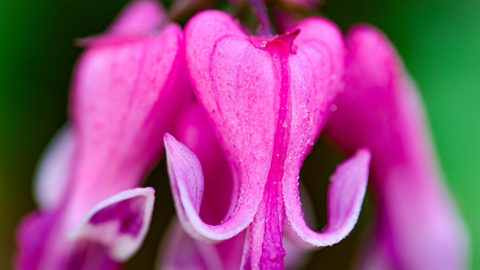 What are Flower Essences?