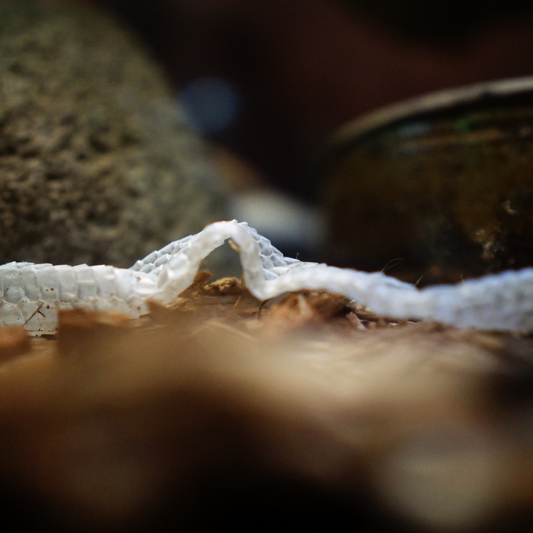 healing relational trauma coaching