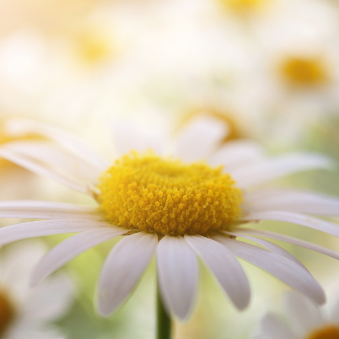 energy medicine healing Asheville NC