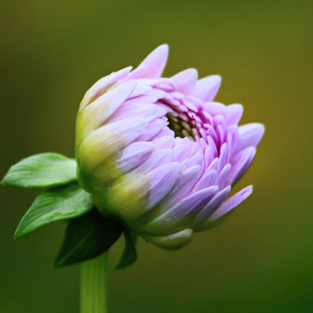 depth coaching for life purpose entrepreneurs creative expression