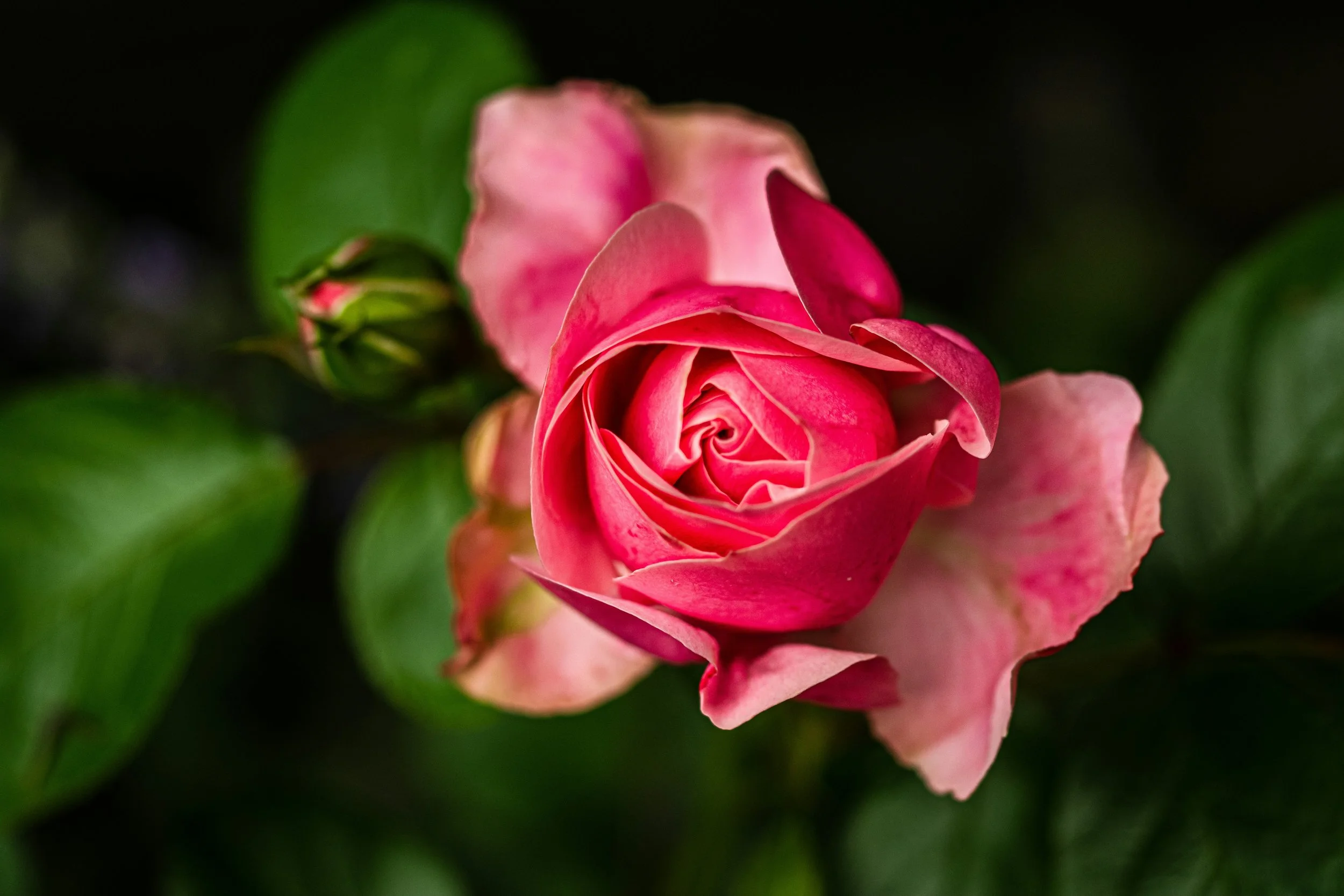 soul purpose coaching for creatives and healers EMERGENCE program