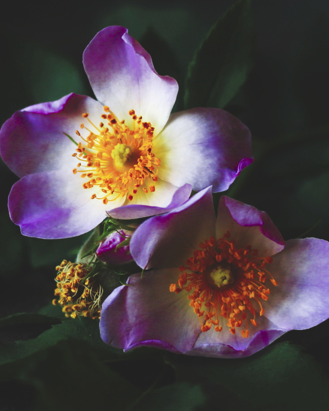 coaching for highly sensitive people