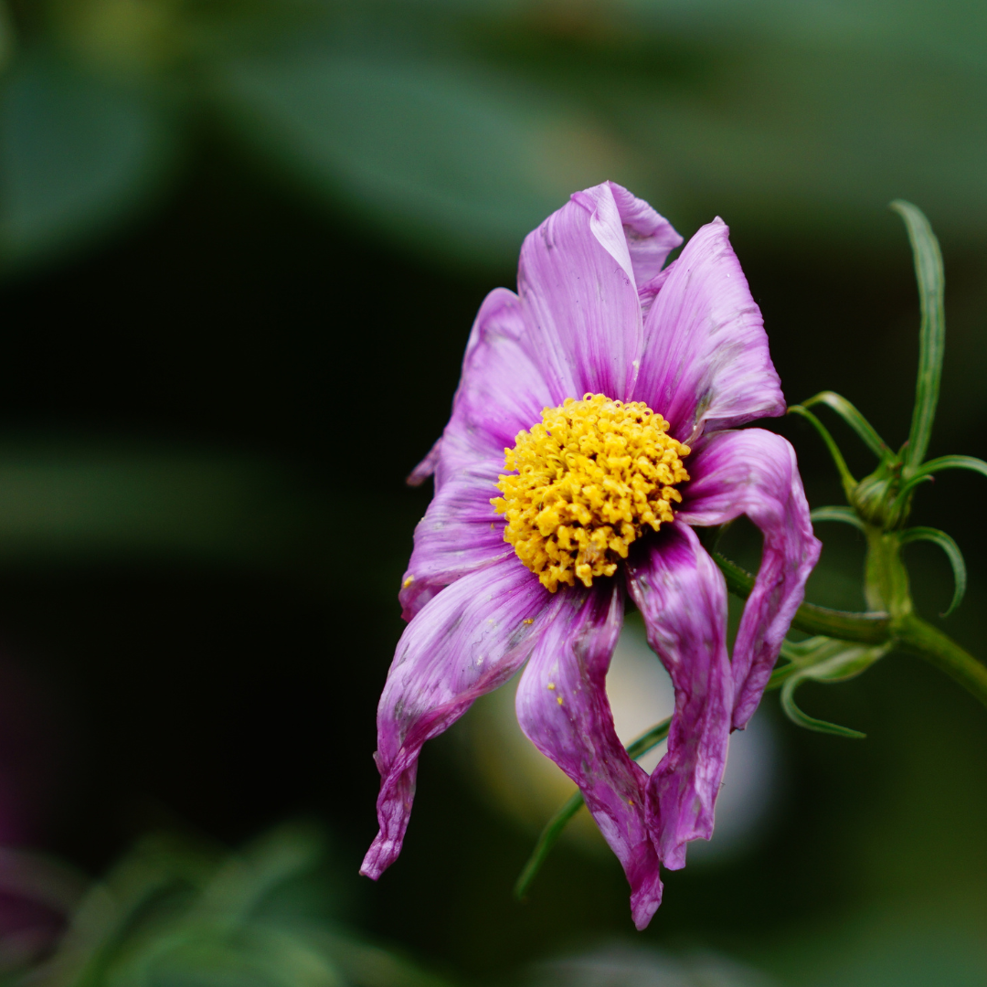 creative identity transformation soul purpose coaching