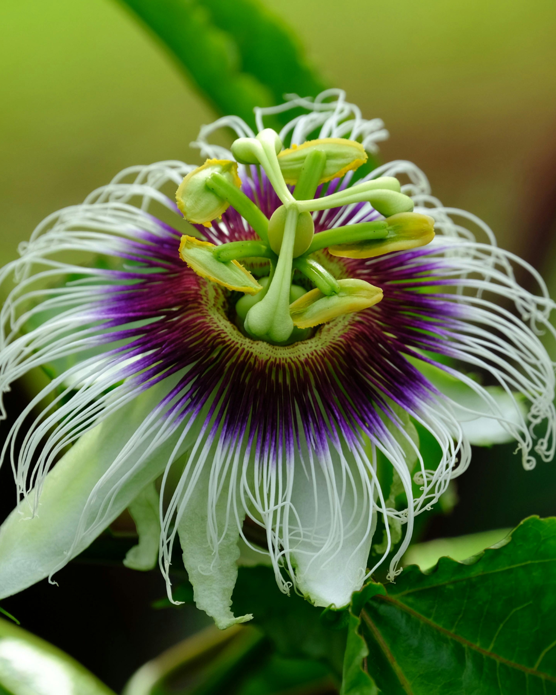 Sound healing and energy medicine Asheville NC