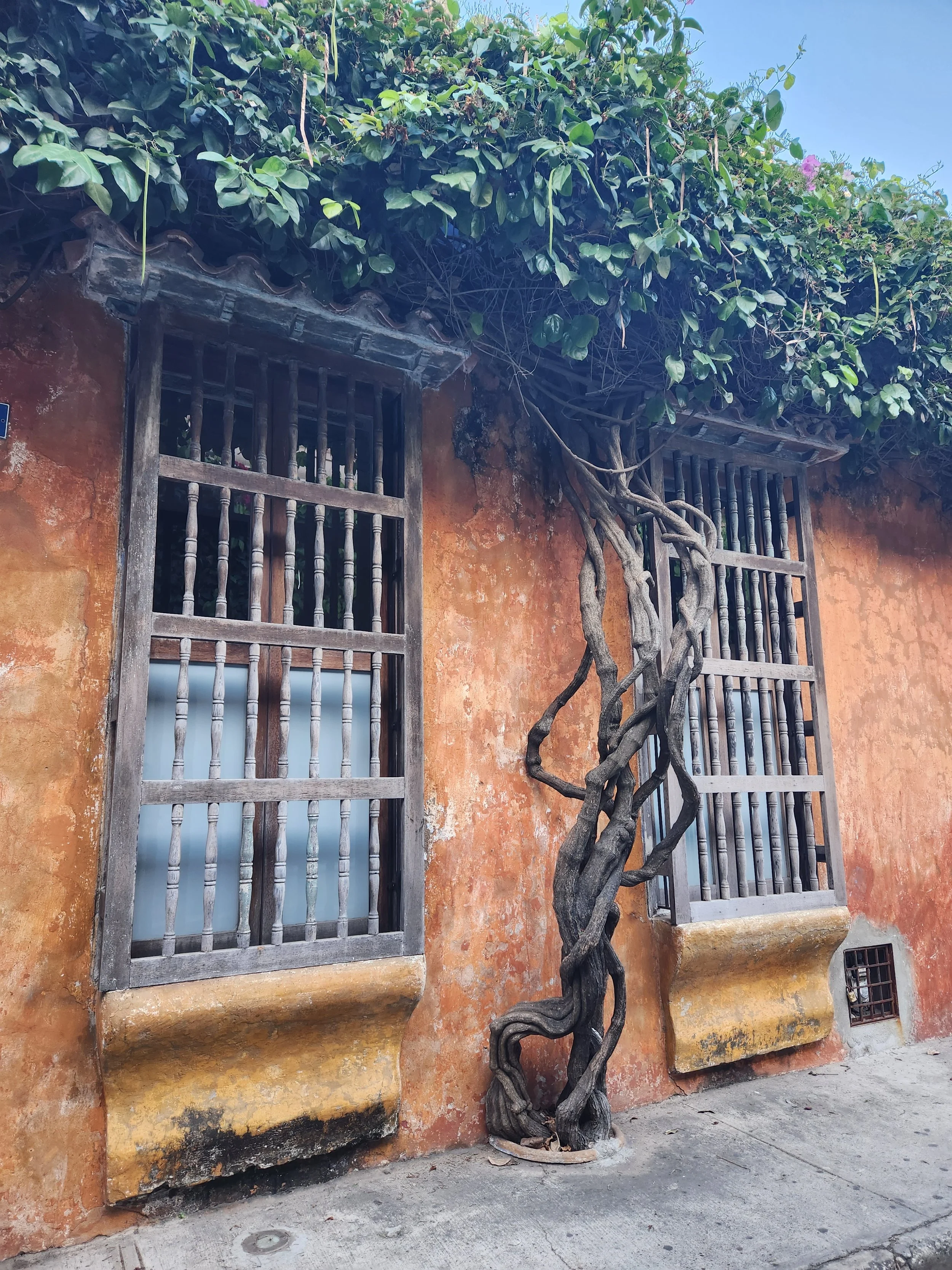 An orange stucco wall with two windows featuring wooden bars, a gnarled tree growing in front, and lush green foliage overhead, set against a clear blue sky.