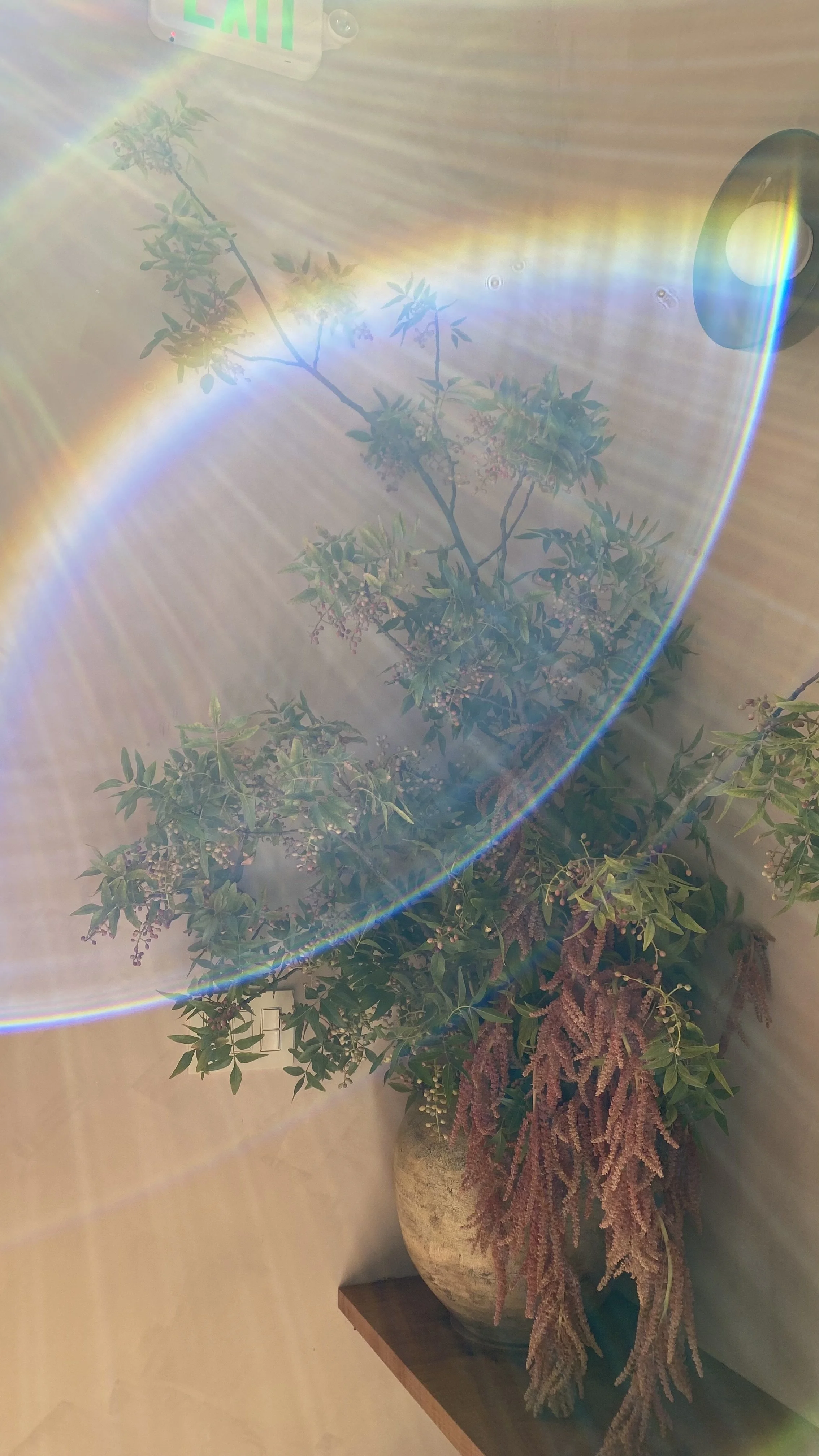 Floral arrangement with amaranthus in a large round vase, placed on a wooden table, with a rainbow lens flare across the image and an illuminated ambient setting.
