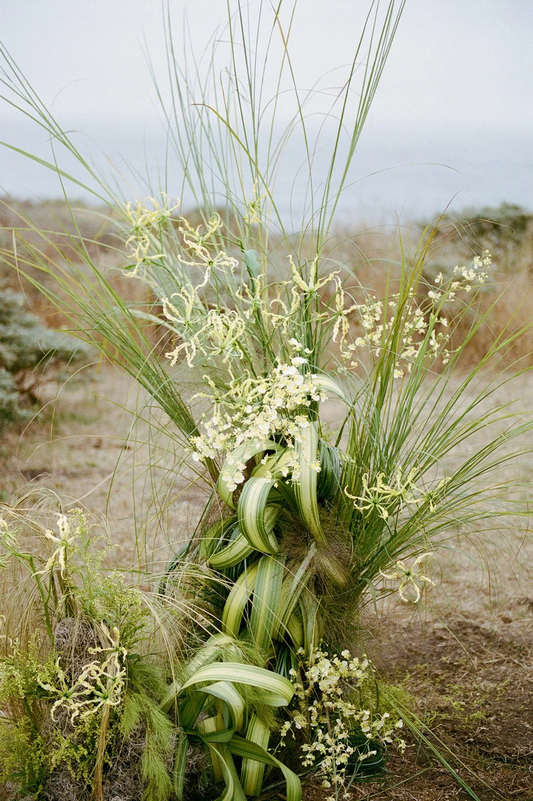 Sea Ranch Editorial Film-83.jpg