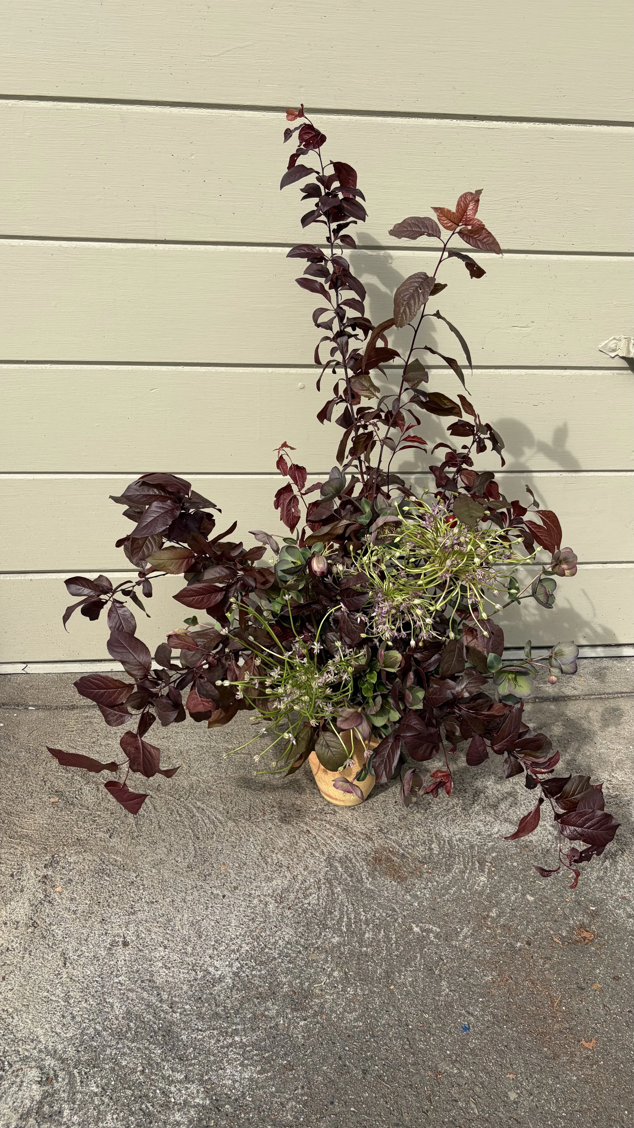 A potted plant with dark reddish leaves and small purple flowers sits on a concrete surface in front of a pale horizontal wooden siding wall.
