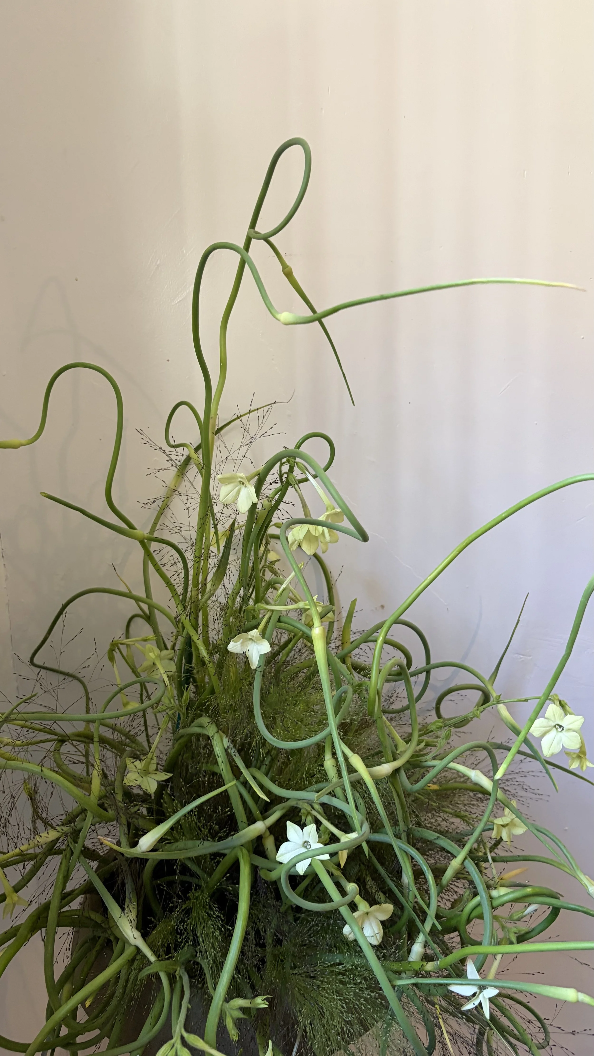 An arrangement of 100 locally grown garlic scapes.