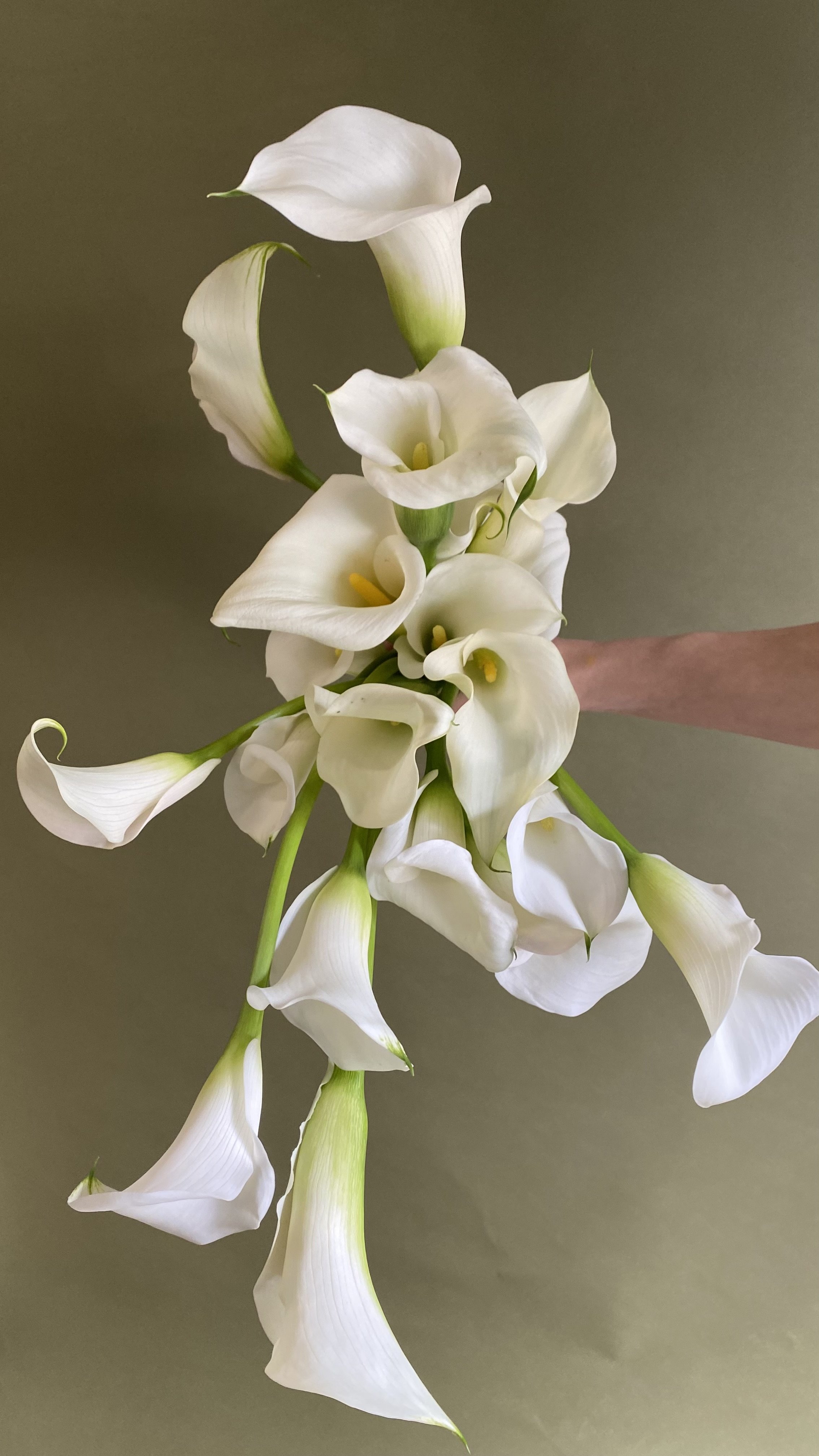 A person holding a cascading arrangement of white calla lily flowers against a plain background.