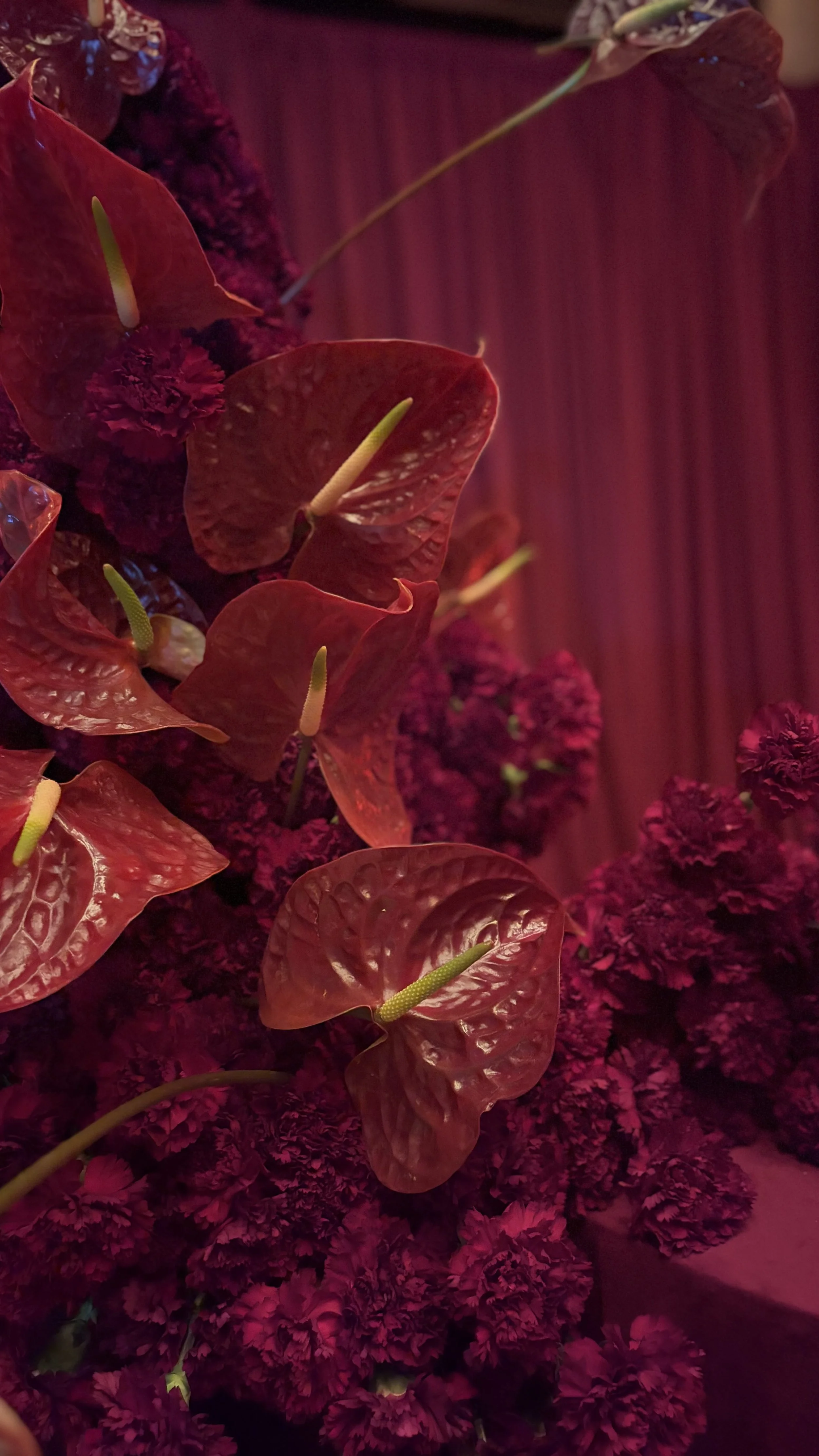 Close-up of red anthurium flowers and red carnations, dark red background
