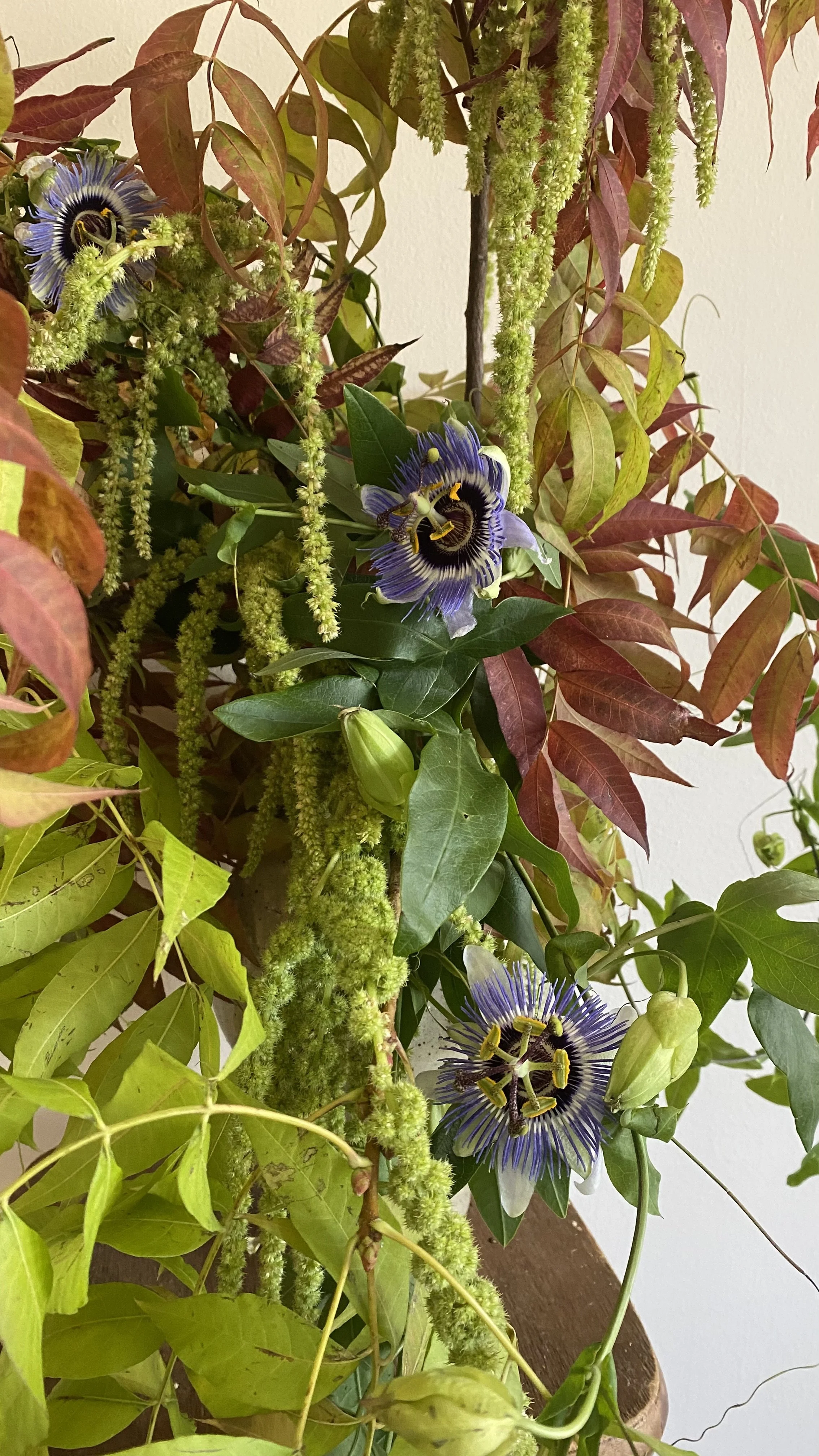 Close-up of a lush indoor plant arrangement with purple and black passionflower blooms, green foliage, and long trailing green catkins.